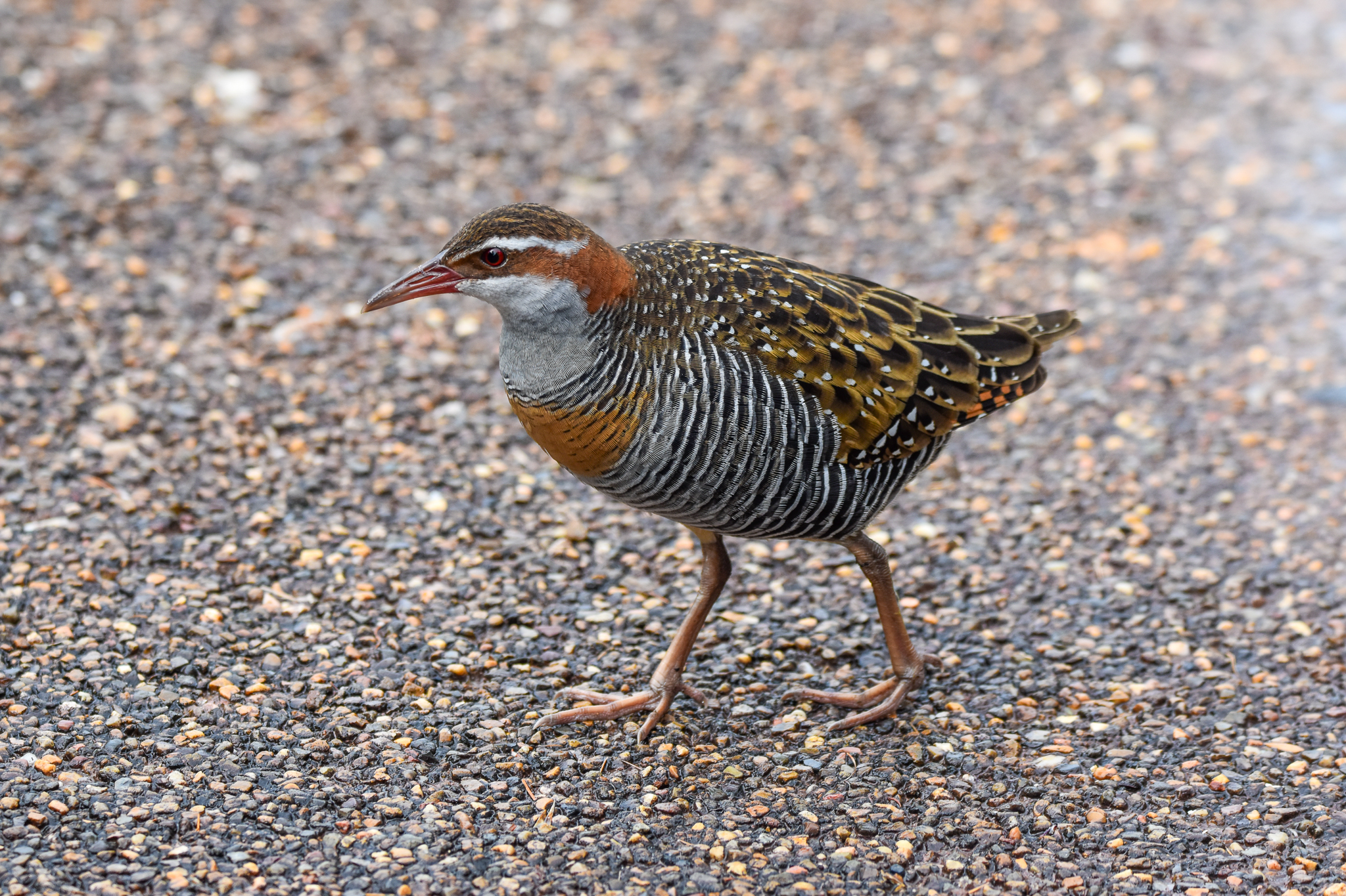 Buff-banded Rail