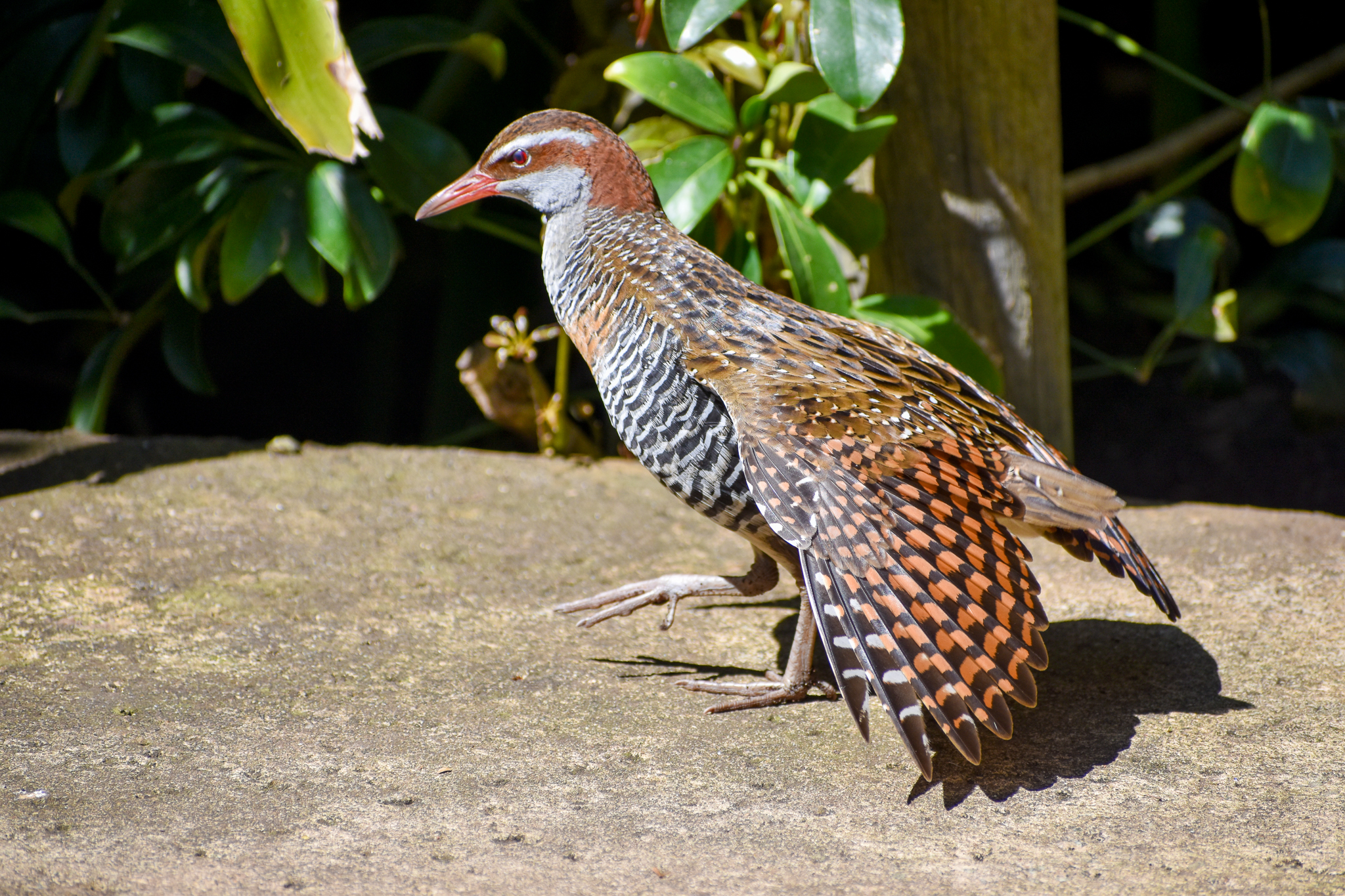 Buff-banded Rail