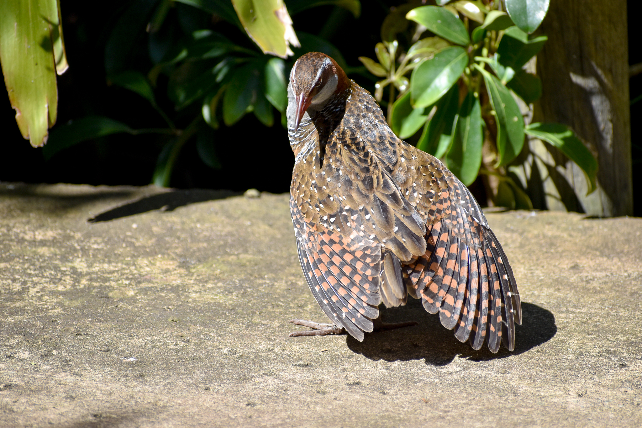 Buff-banded Rail