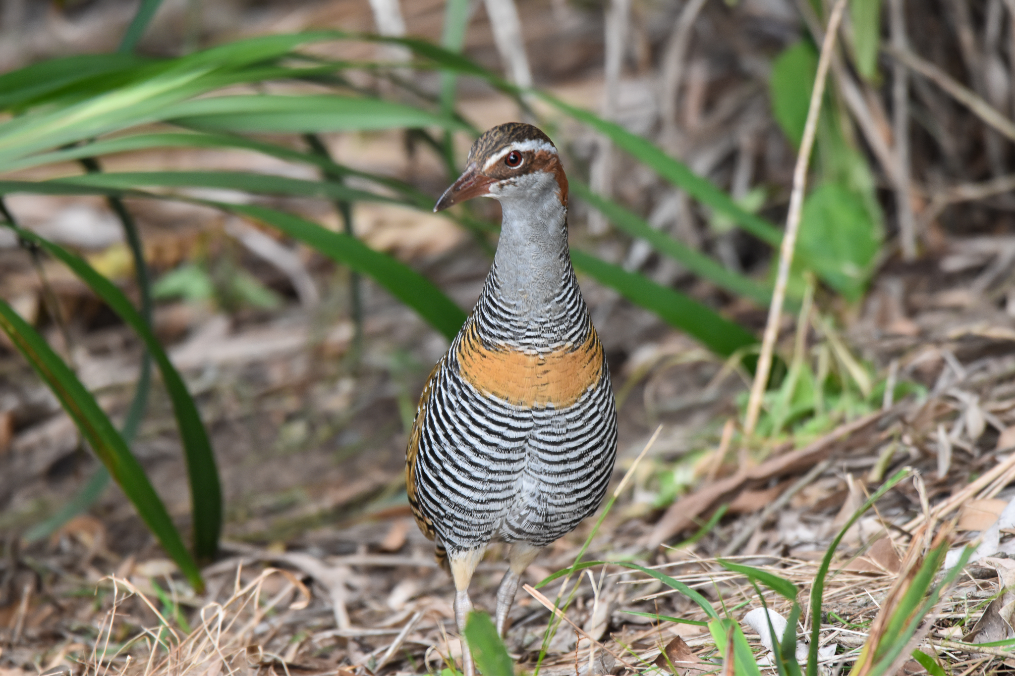 Buff-banded Rail