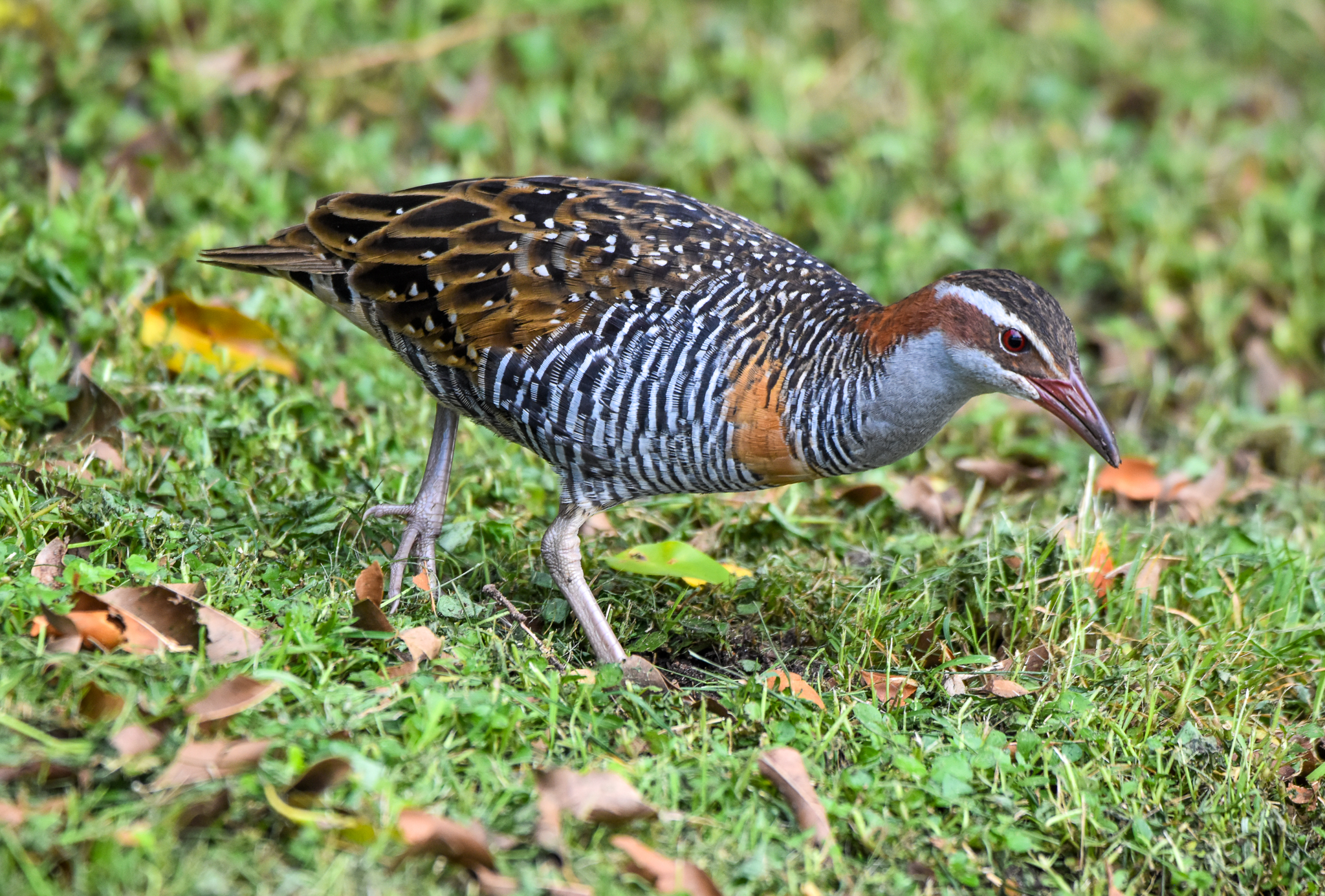Buff-banded Rail