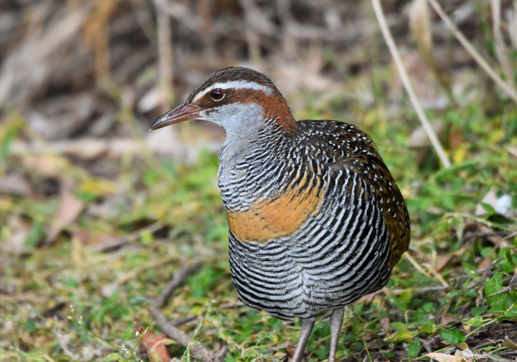 Buff-banded Rail