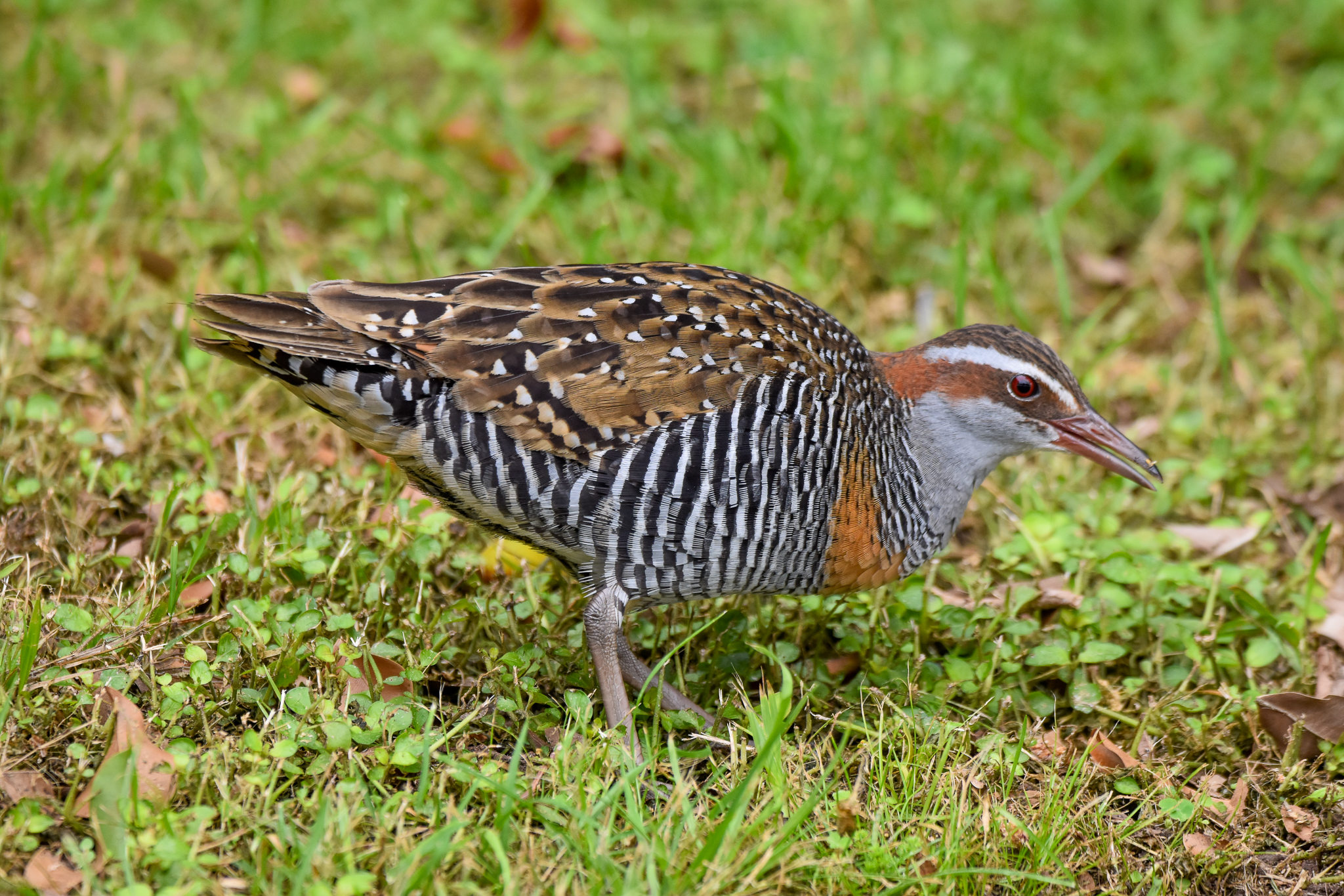 Buff-banded Rail