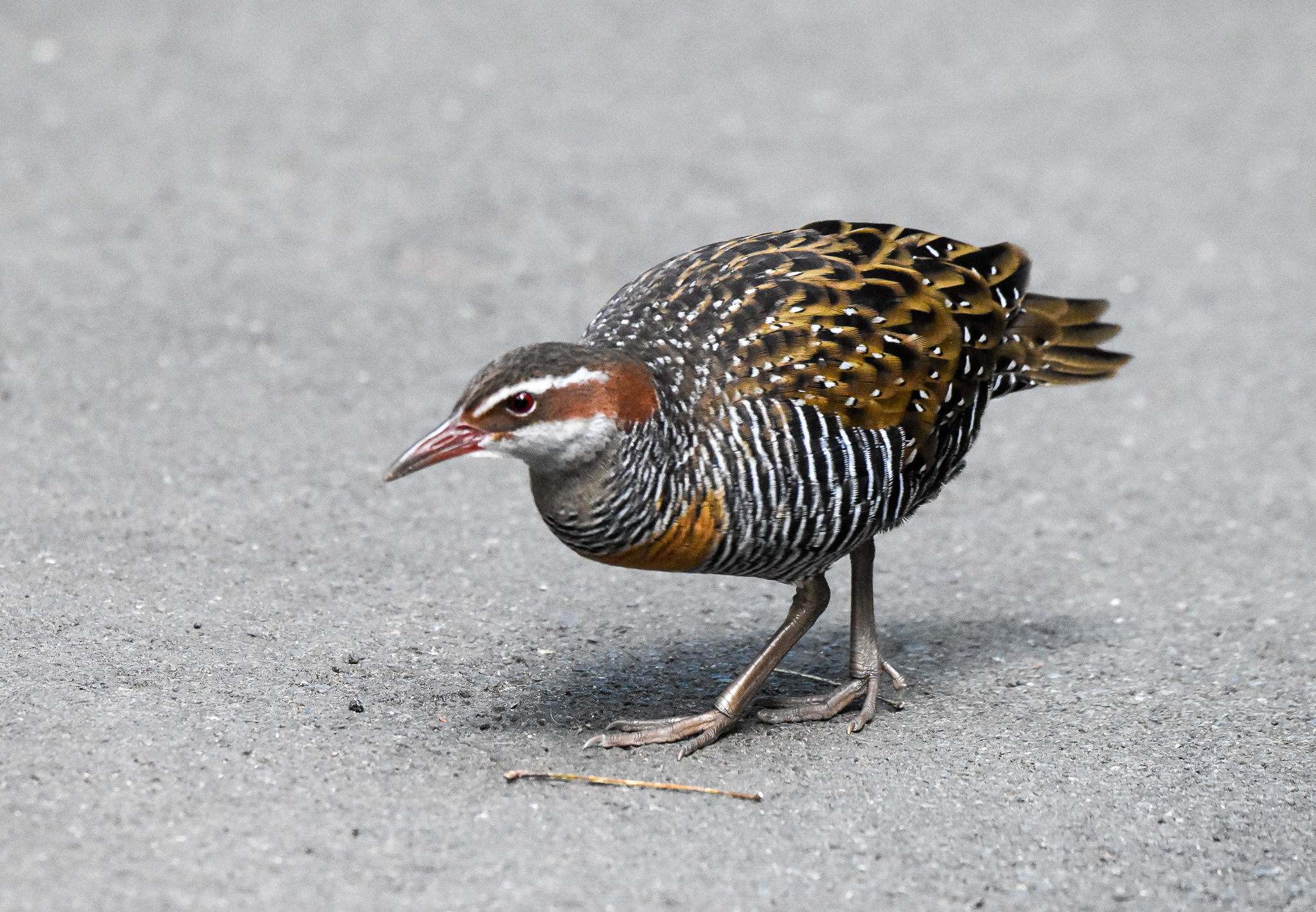 Buff-banded Rail