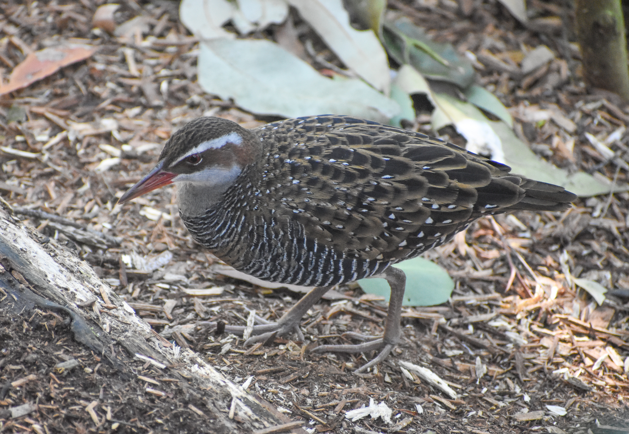Buff-banded Rail