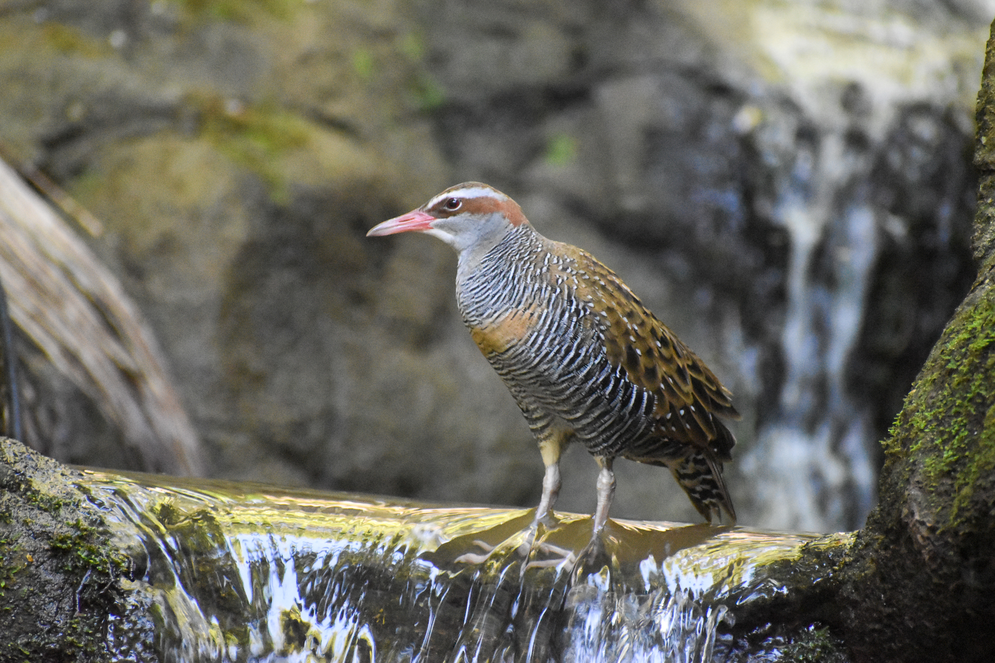 Buff-banded Rail