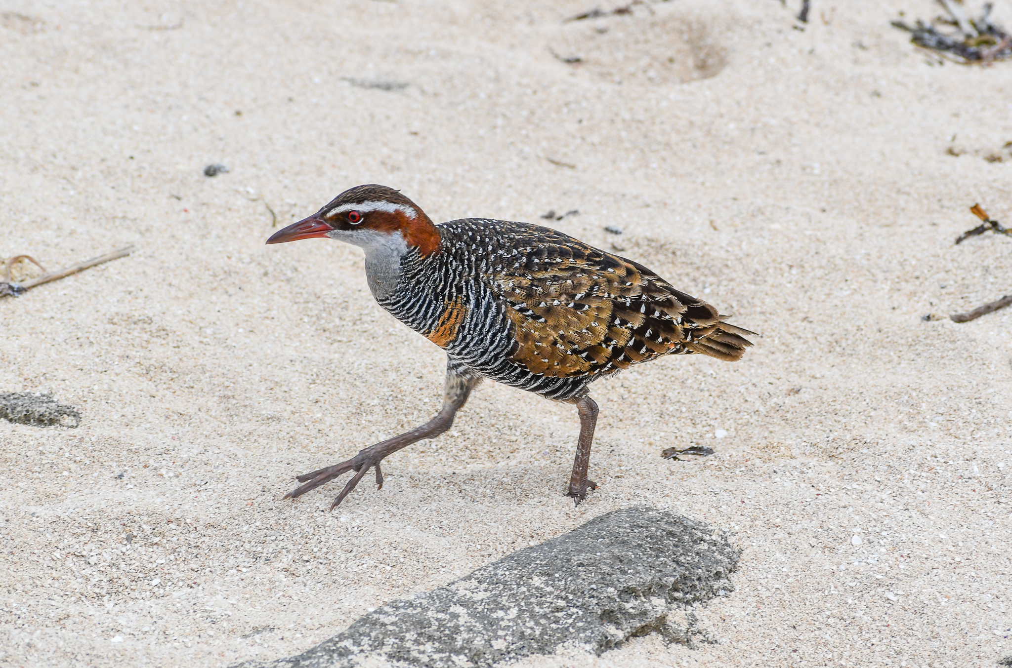 Buff-banded Rail