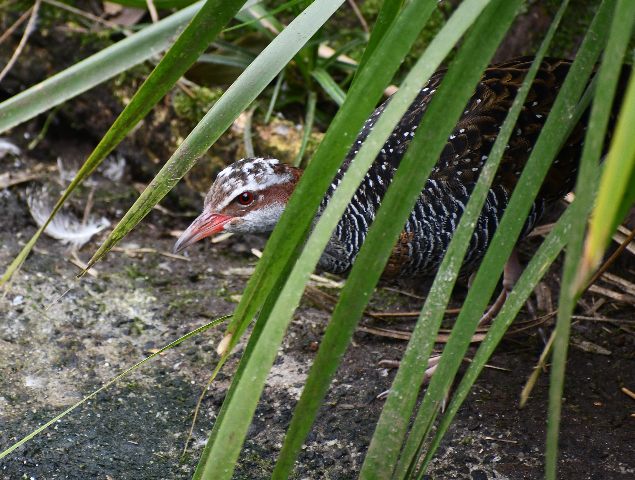 Buff-banded Rail