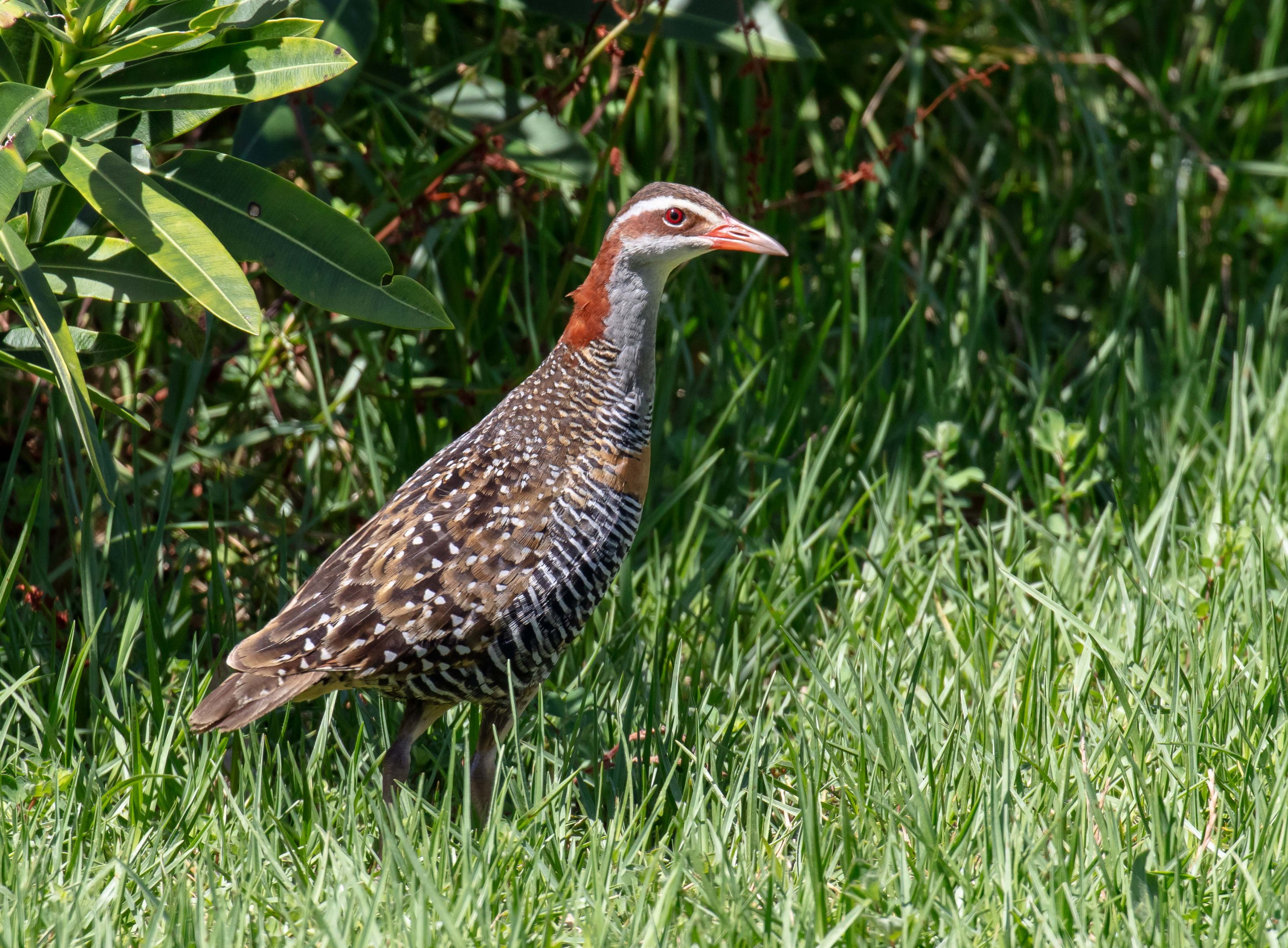 Buff-banded Rail