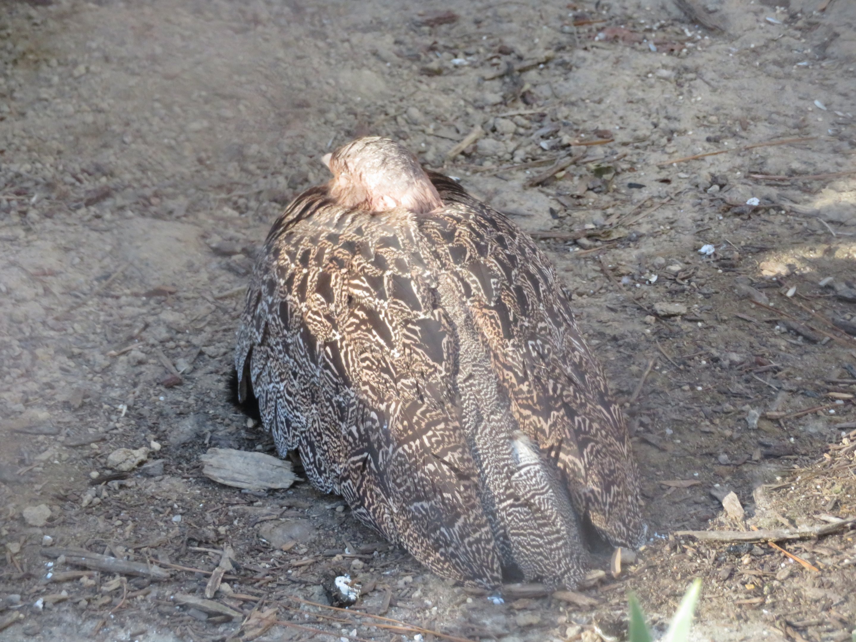 Buff-bellied Bustard