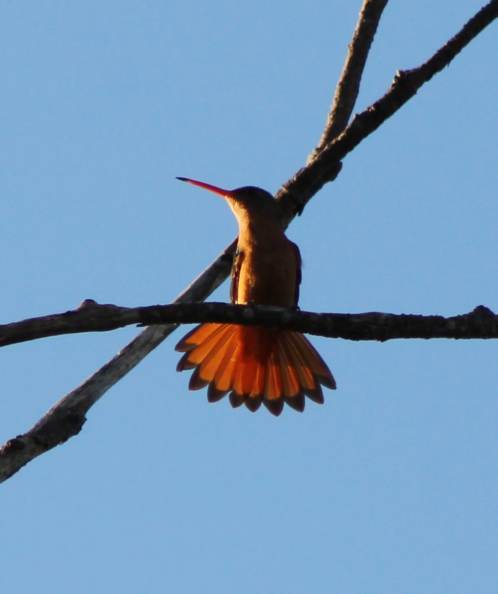Buff-bellied hummingbird