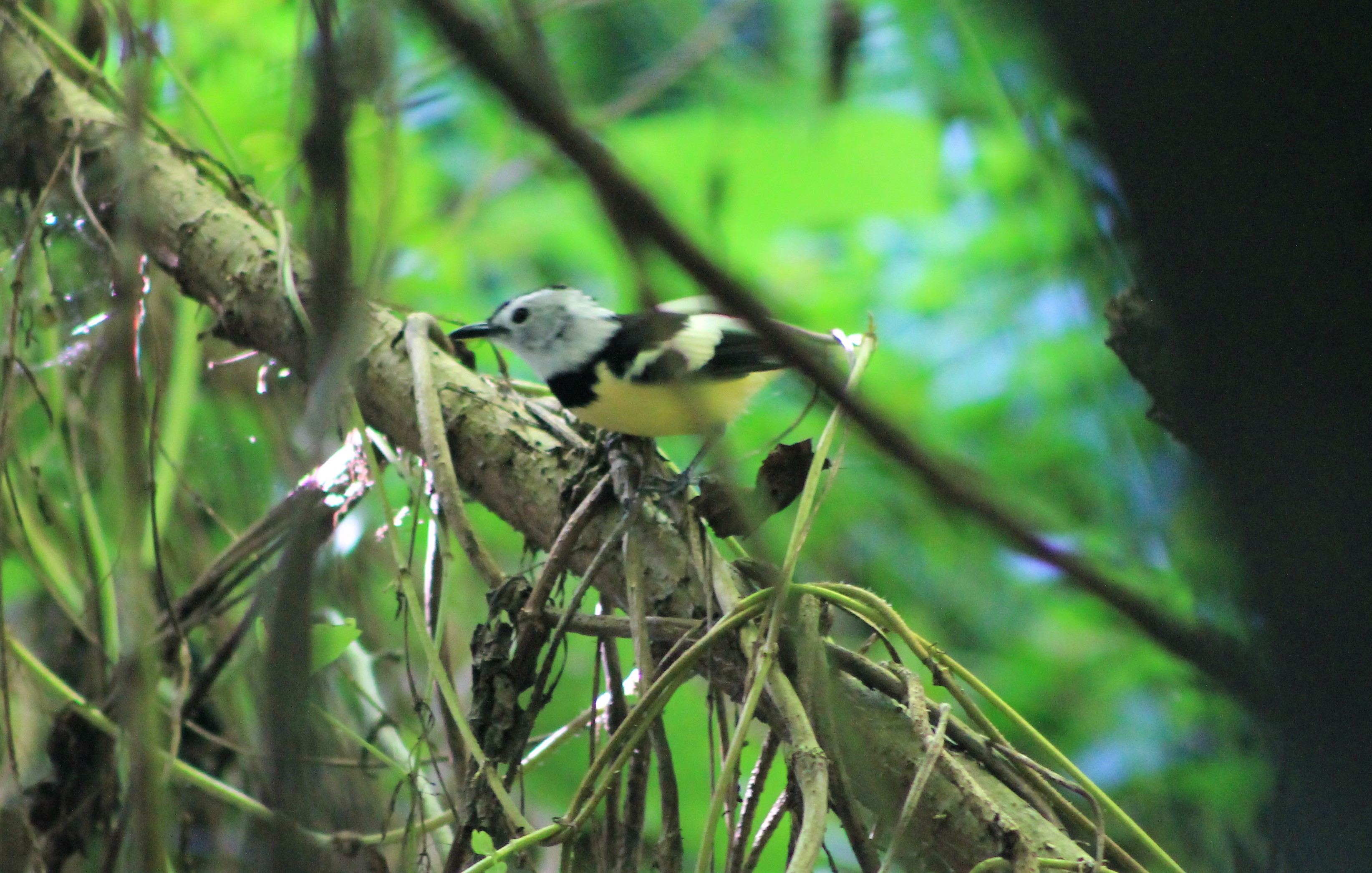 Buff-bellied Monarch (Neolalage banksiana)