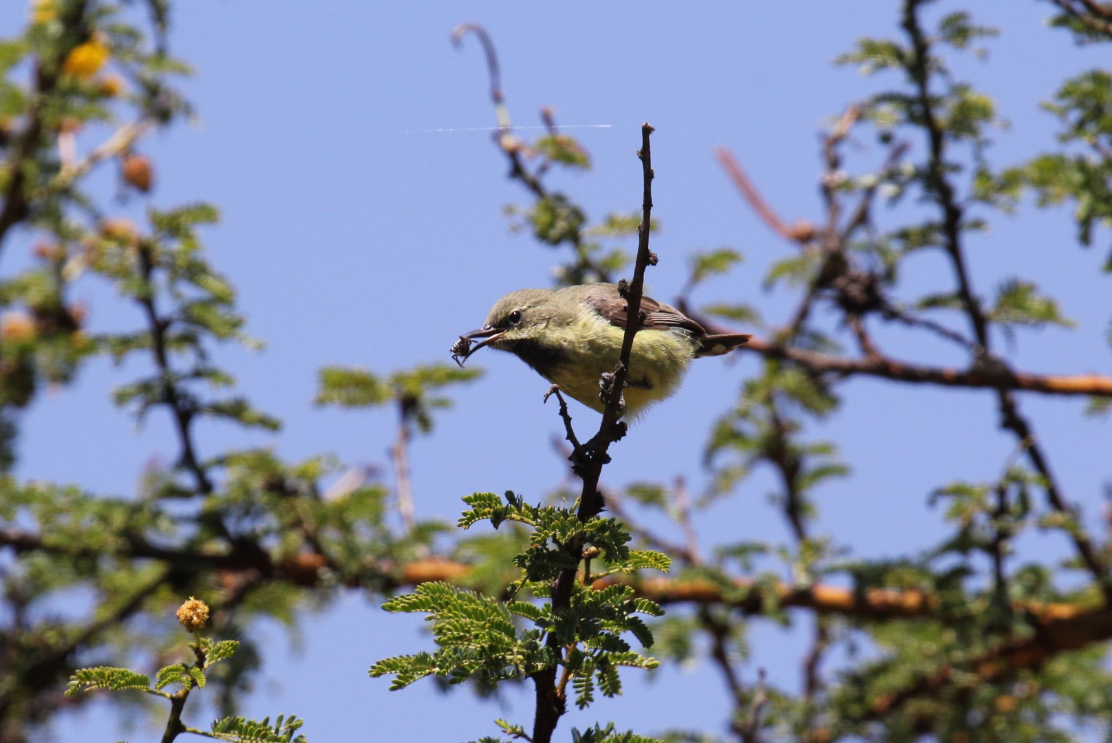 Buff-bellied Warbler (Phyllolais pulchella) ID?