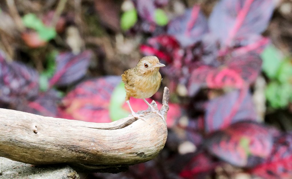 Buff-bellied Warbler