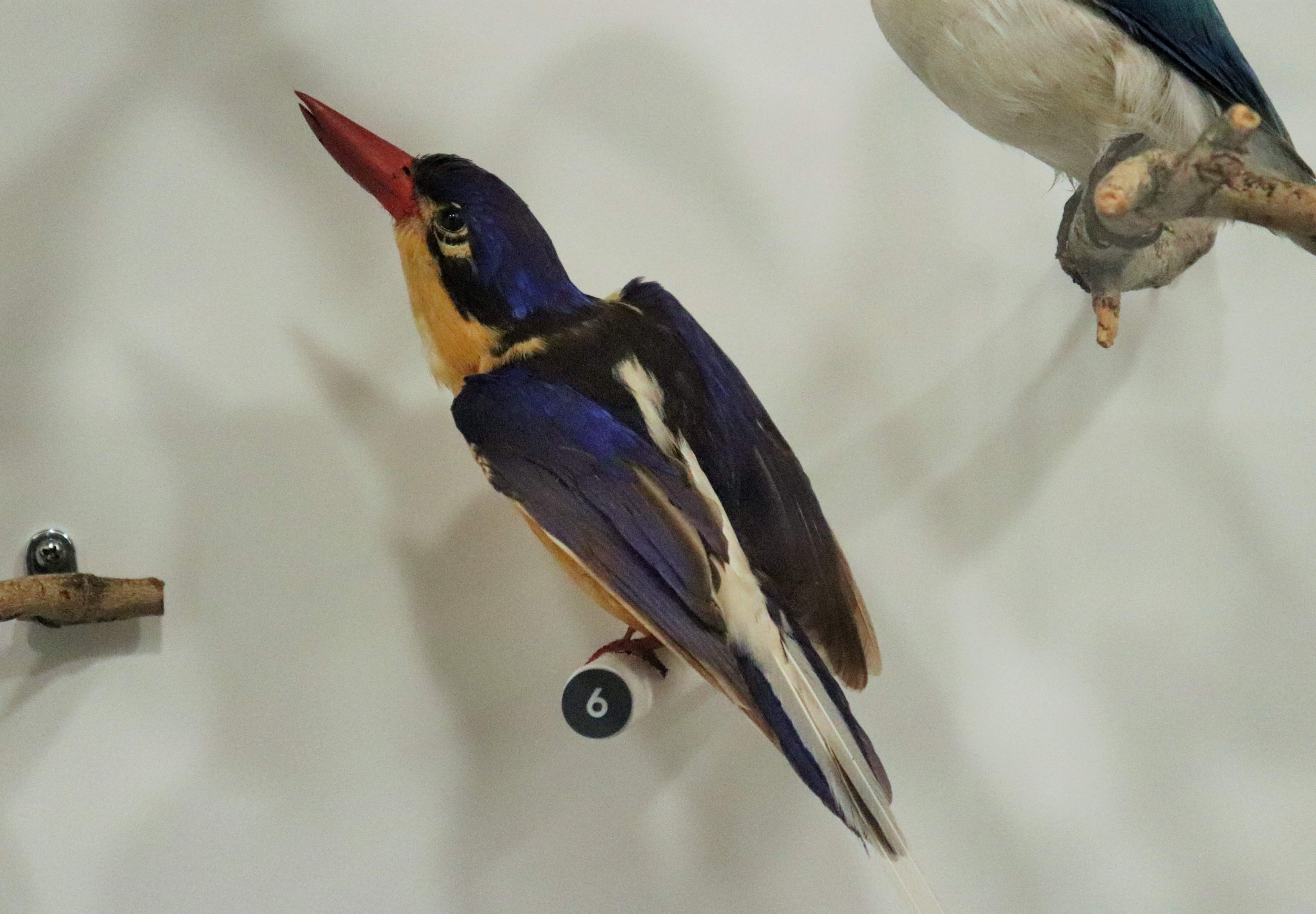 Buff-breasted Paradise-Kingfisher (Tanysiptera sylvia)