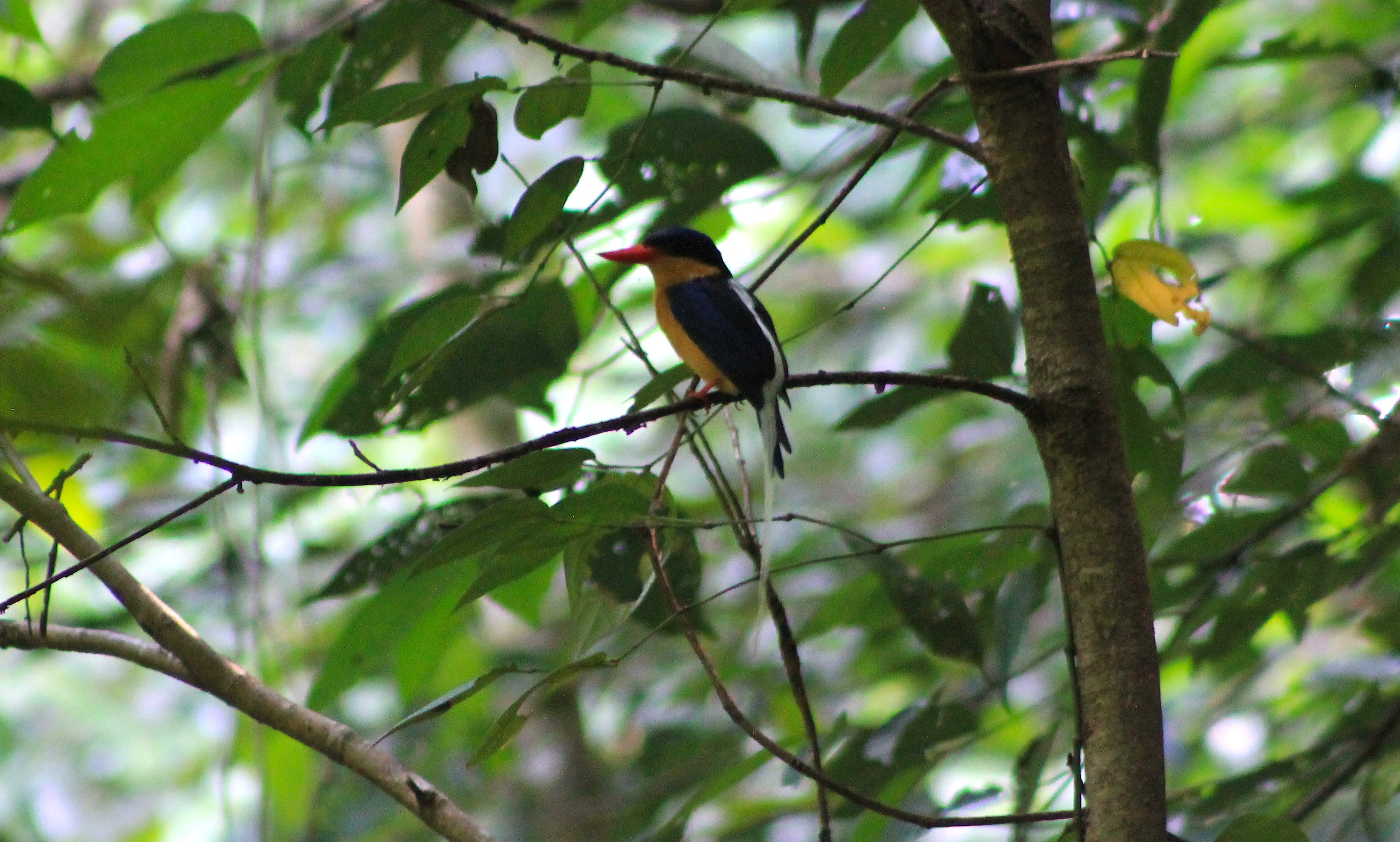 Buff-breasted Paradise Kingfisher (Tanysiptera sylvia)