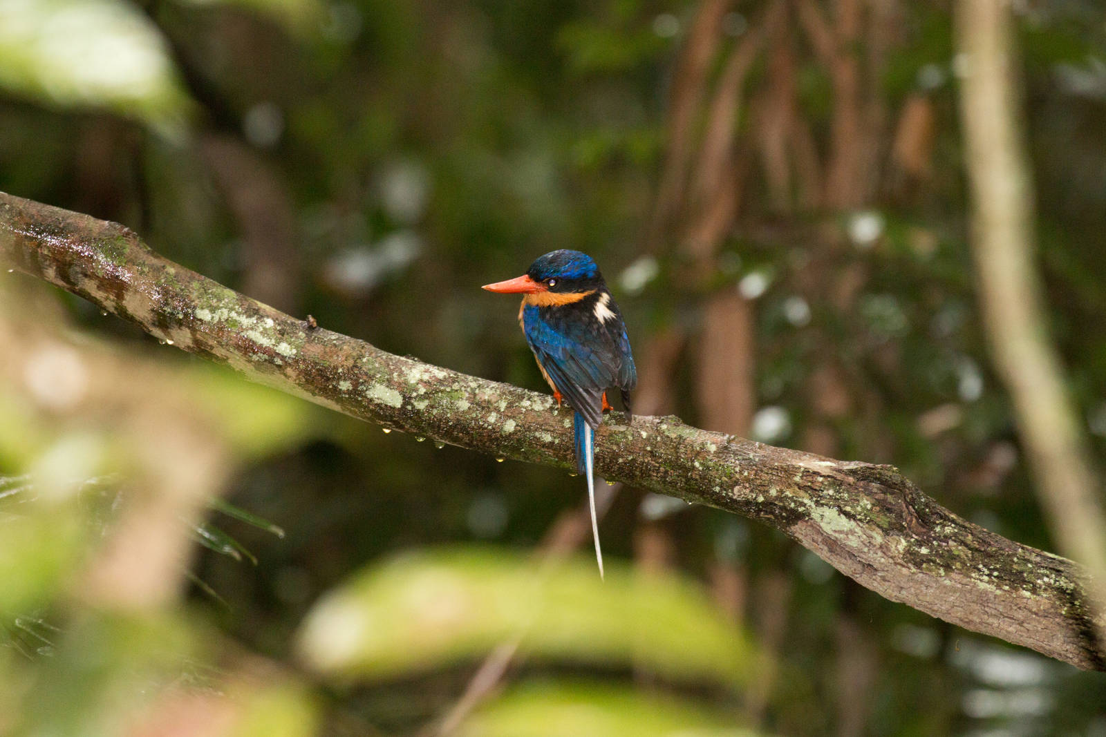 Buff-breasted Paradise Kingfisher