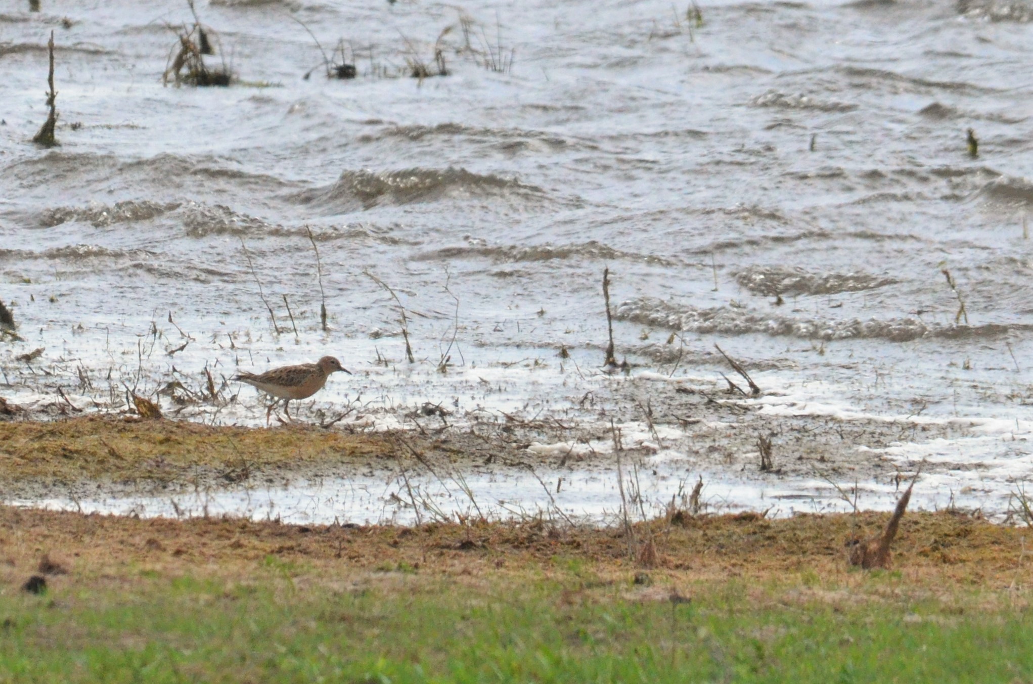 Buff-breasted Sandpiper at Idle Valley NR, 23/05/20