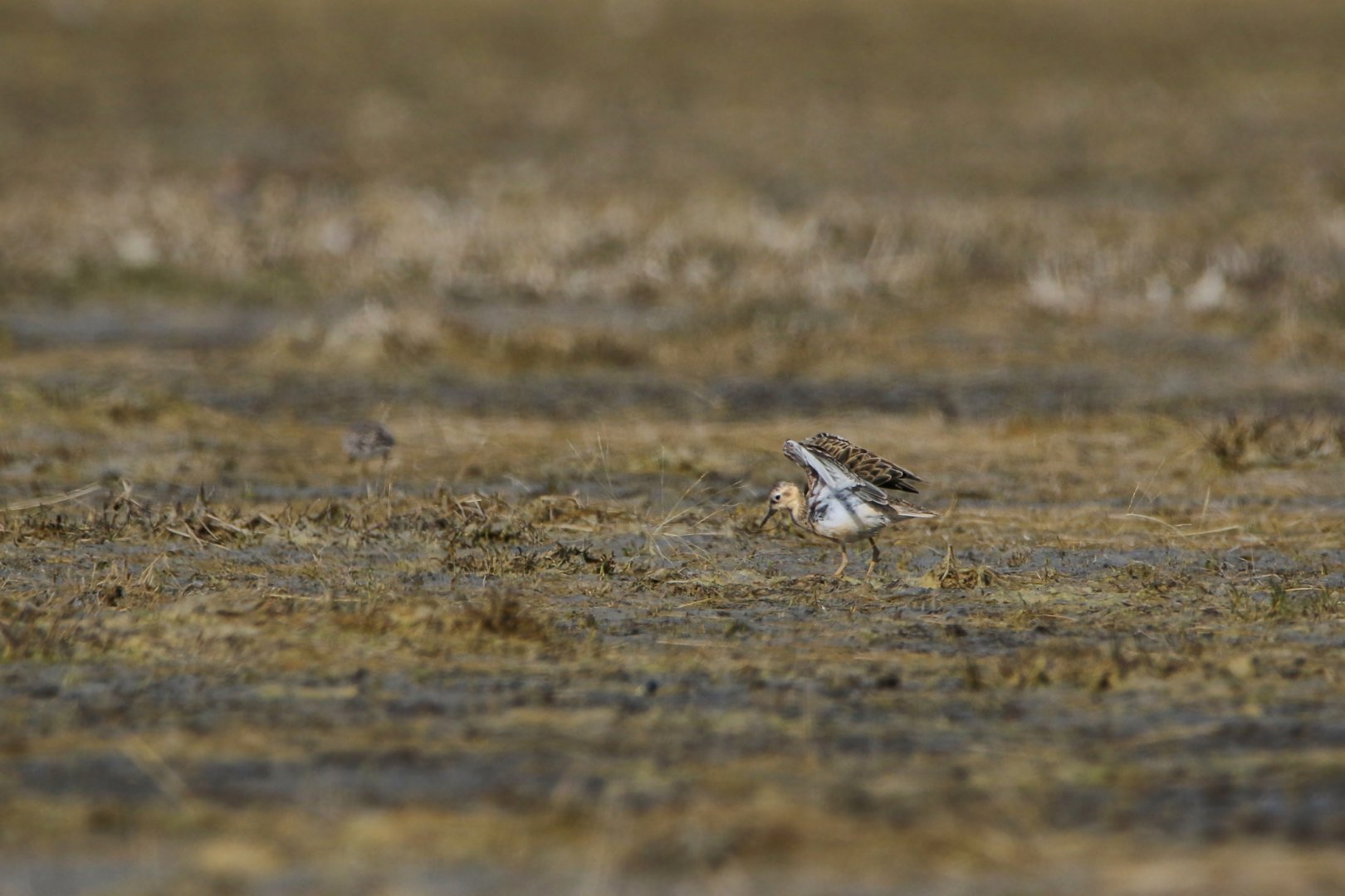 Buff-breasted Sandpiper