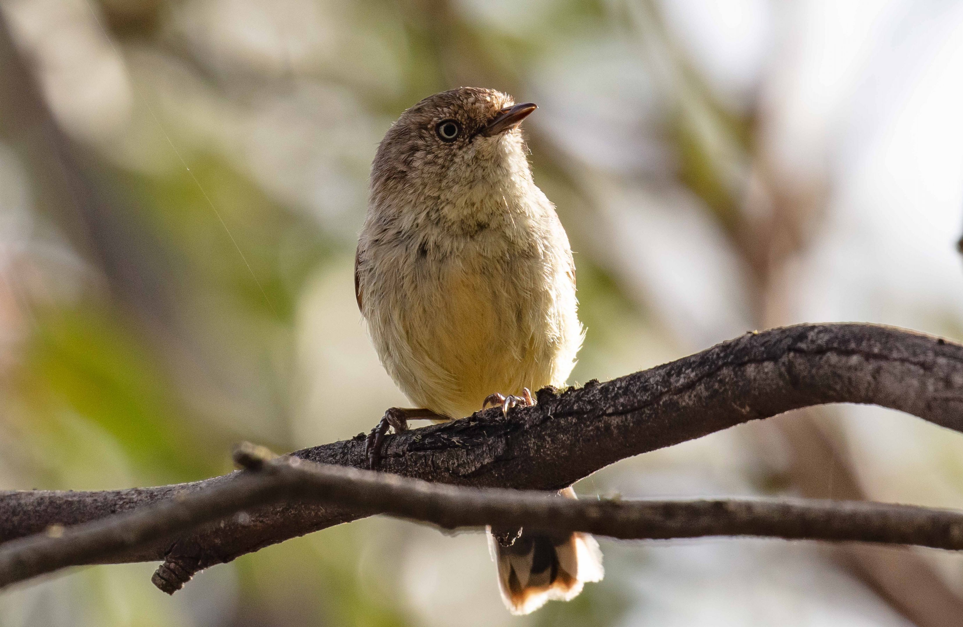 Buff-breasted Thornbill