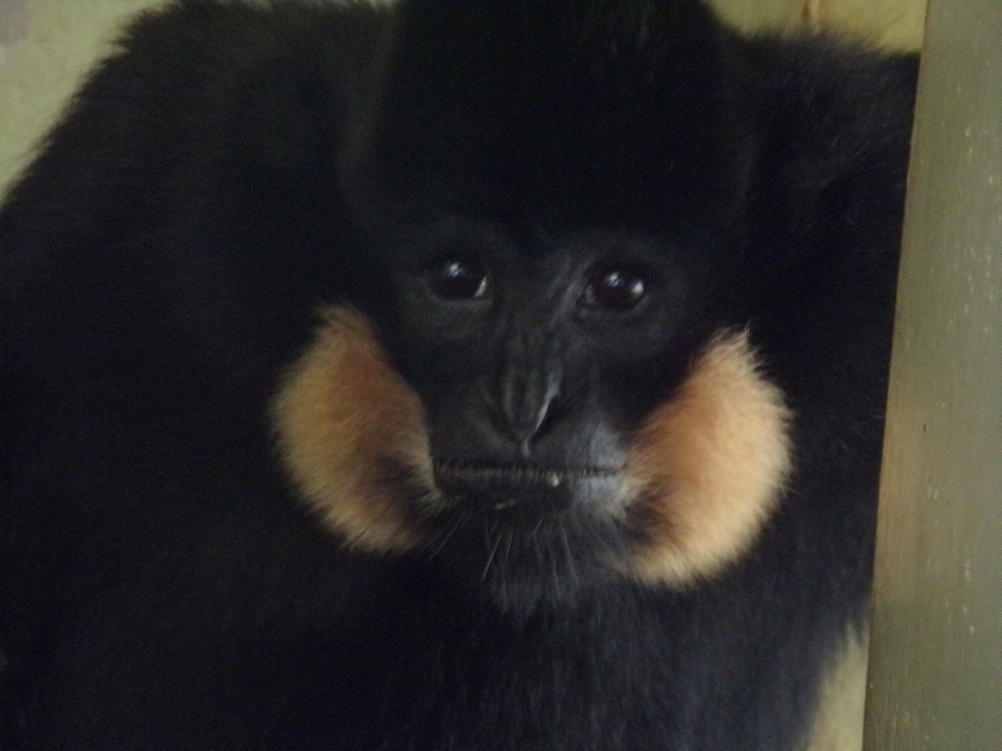Buff-cheeked gibbon 14.8.23