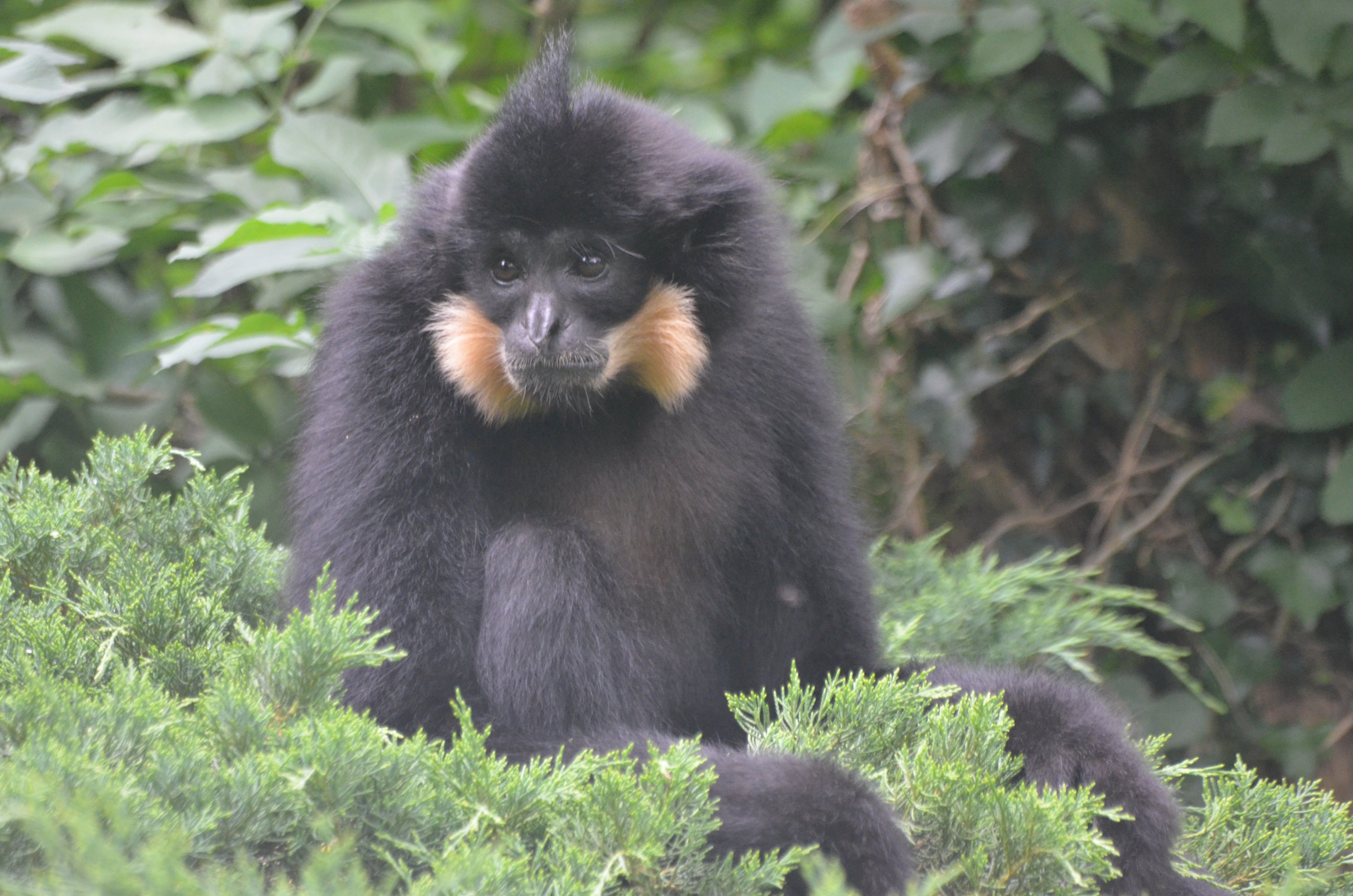 Buff-cheeked Gibbon at Doué-la-Fontaine, 15/06/18
