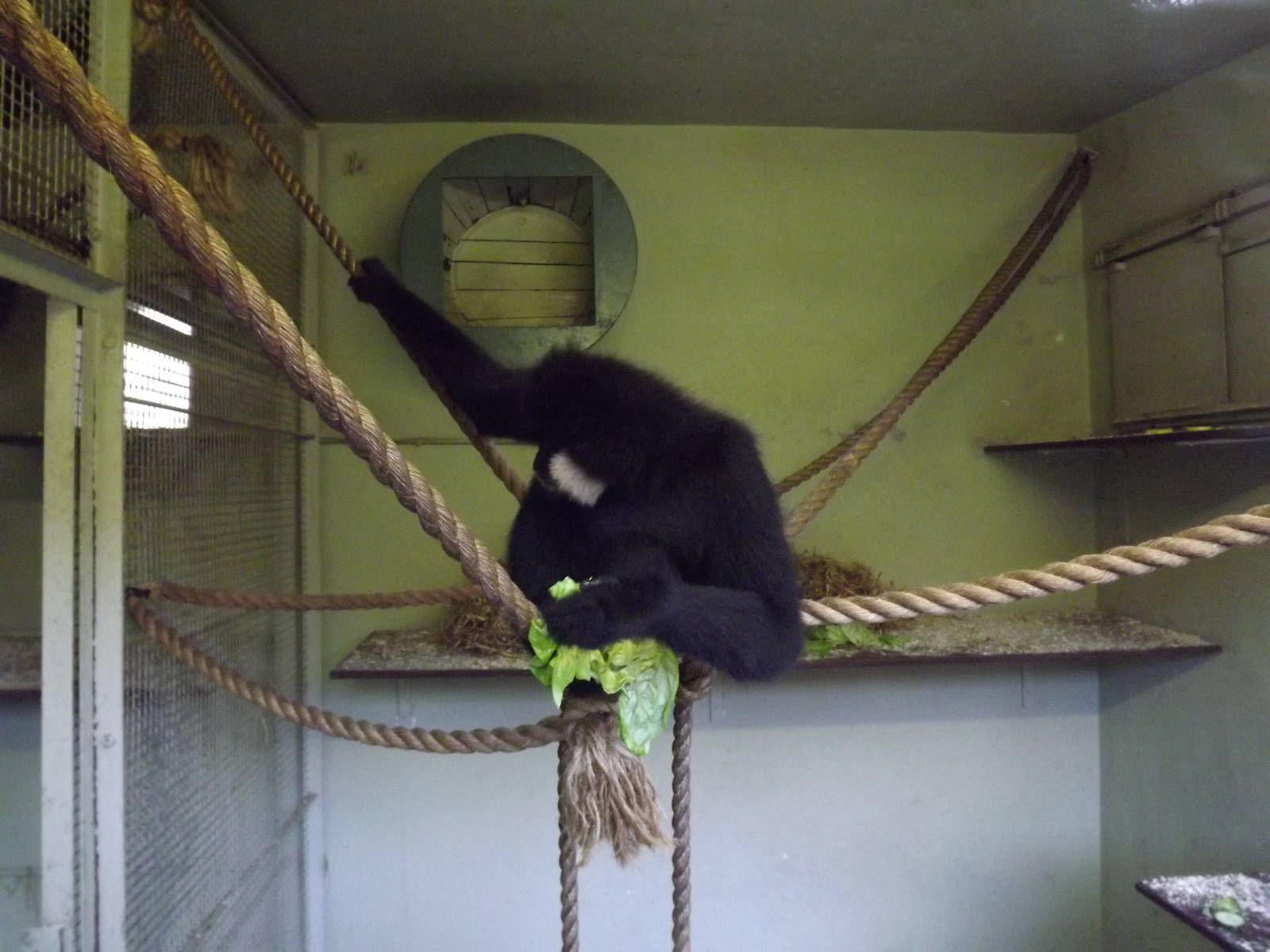 Buff cheeked gibbon at Edinburgh Zoo 28/12/11