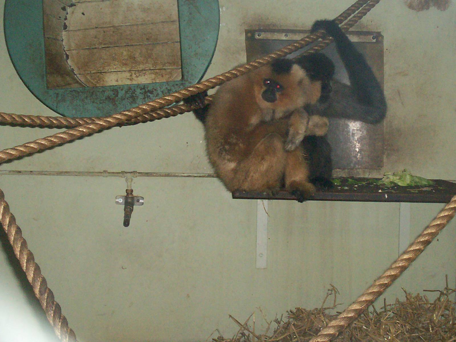Buff cheeked gibbon at Edinburgh zoo