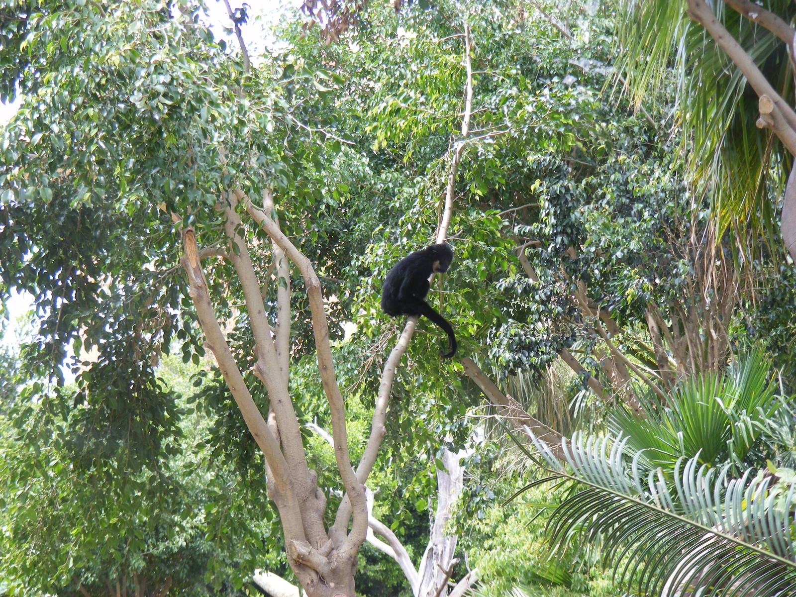 Buff-cheeked gibbon at Fuengirola Zoo, 30 April 2009