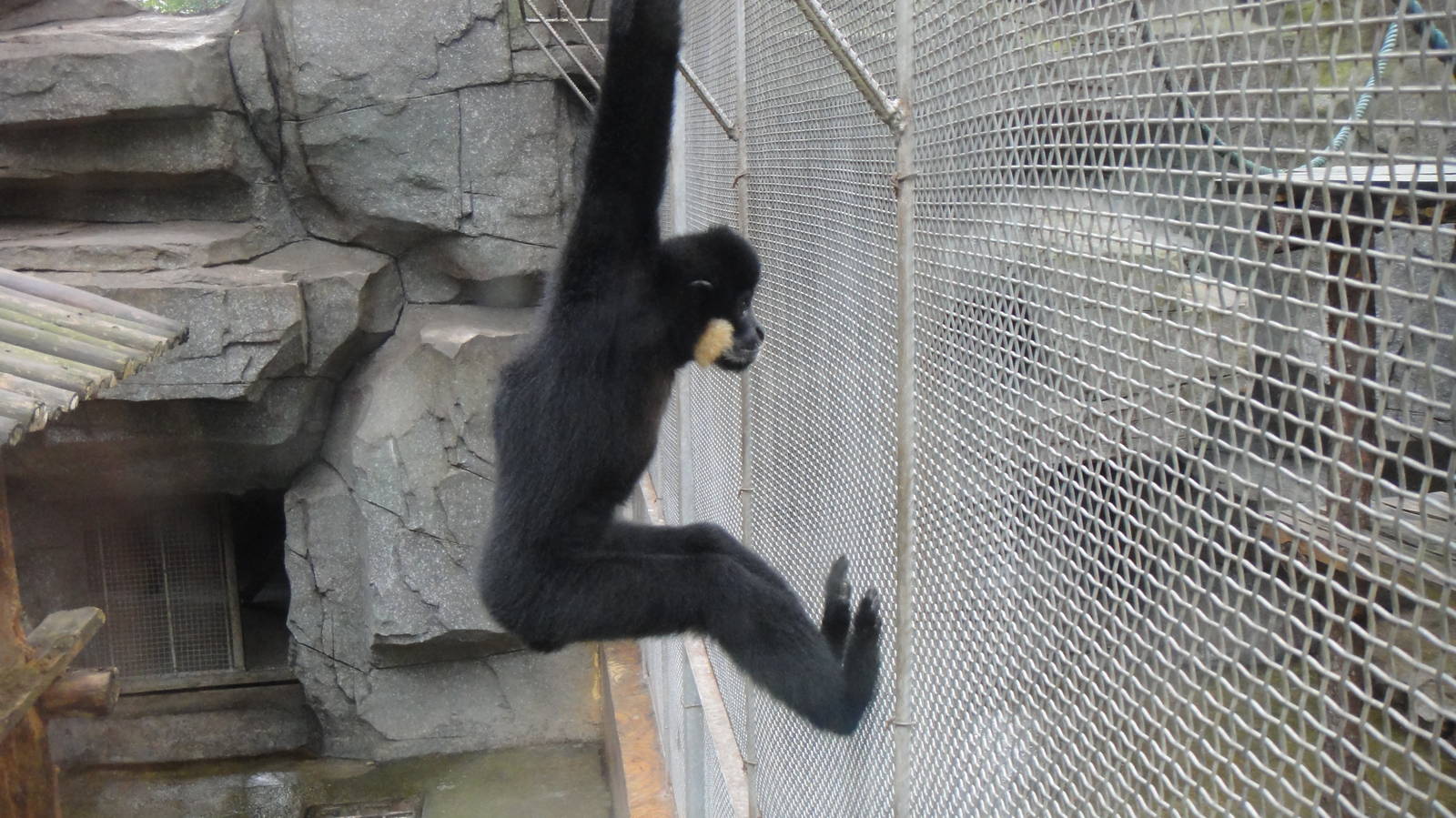 Buff-cheeked gibbon at Nanning zoo 2013-4-27