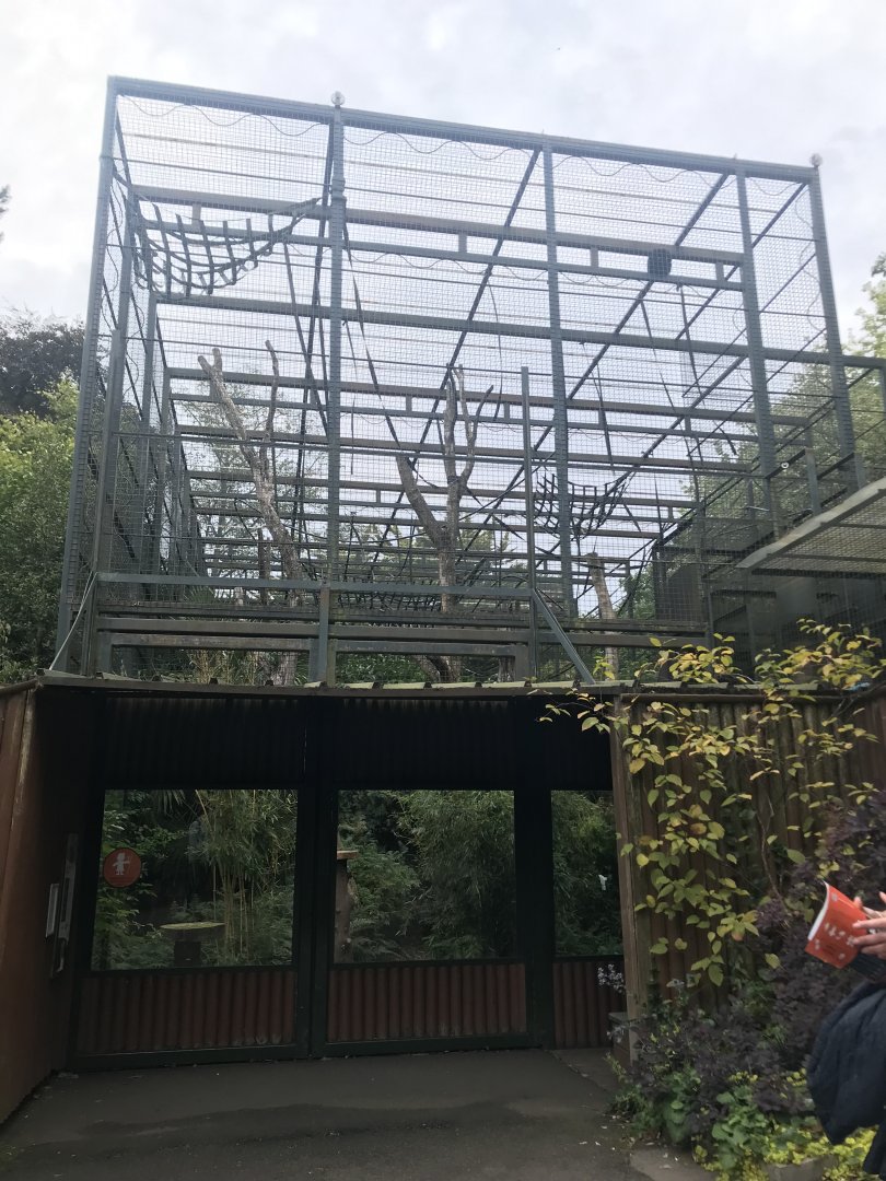 Buff-cheeked gibbon cage