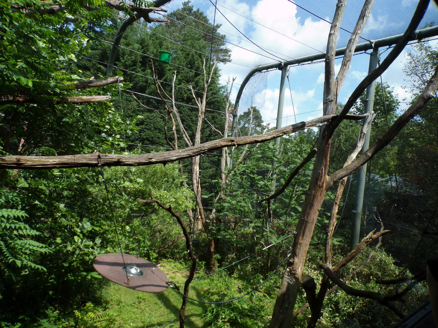 Buff-Cheeked gibbon enclosure 6.7.23