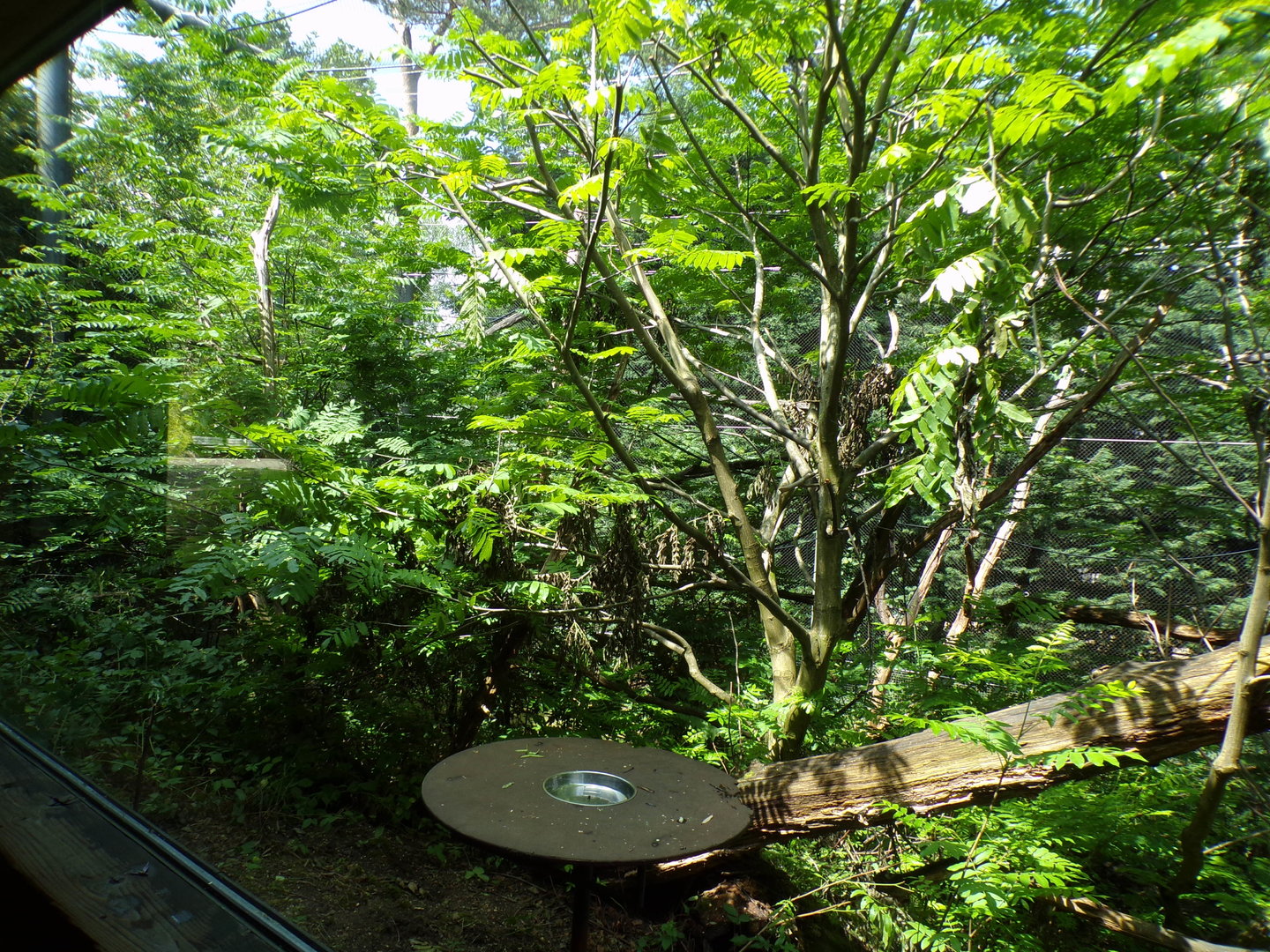 Buff-Cheeked gibbon enclosure 6.7.23