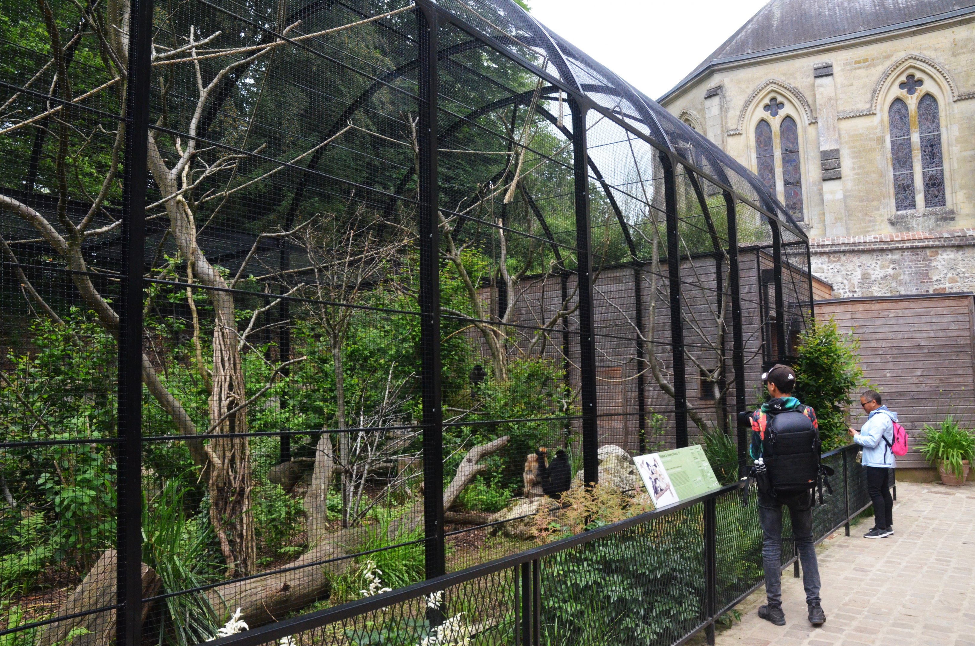 Buff-cheeked Gibbon Enclosure at Clères, 16/06/18