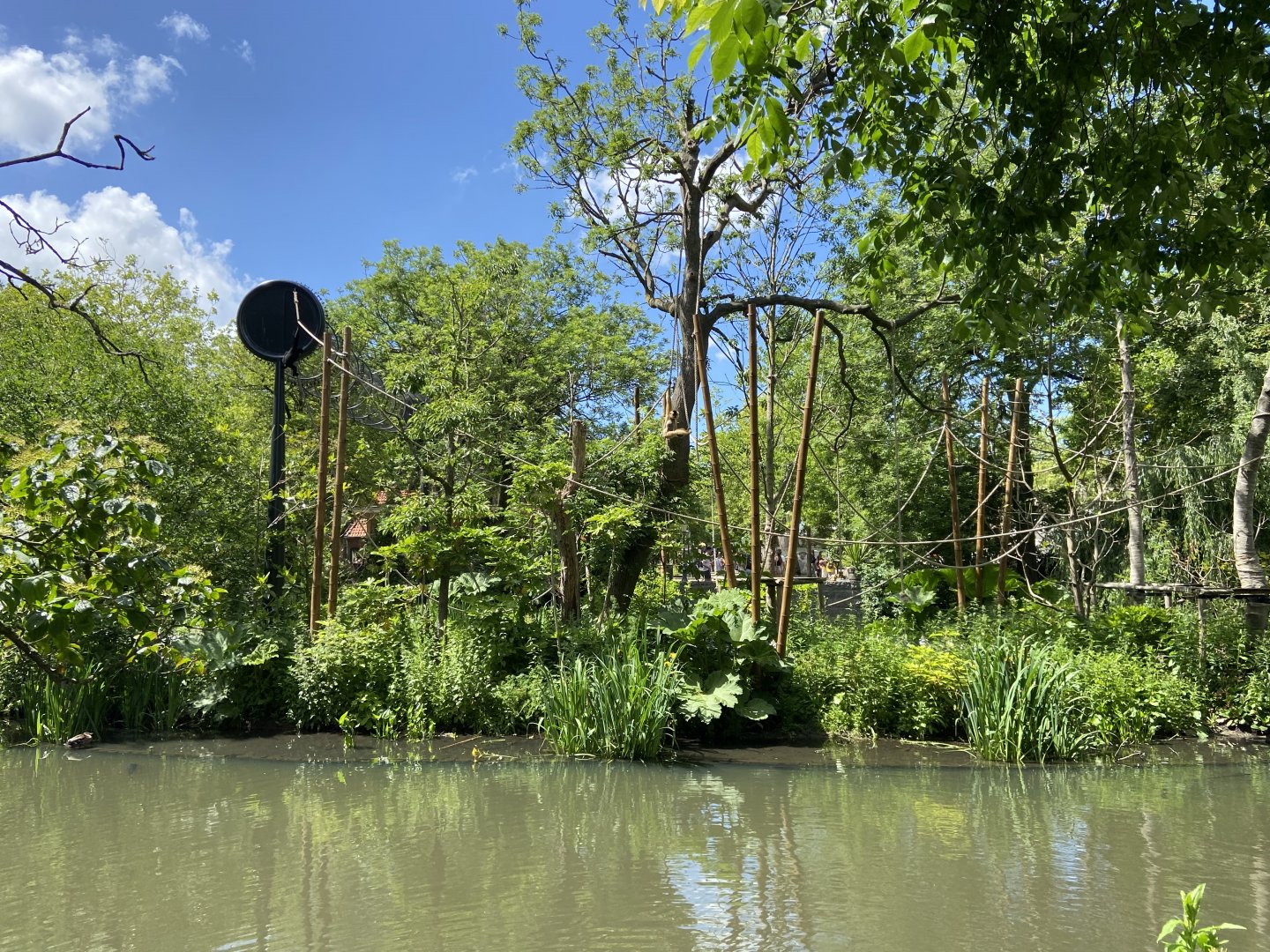 Buff-cheeked gibbon enclosure - island linked to house by overhead passage