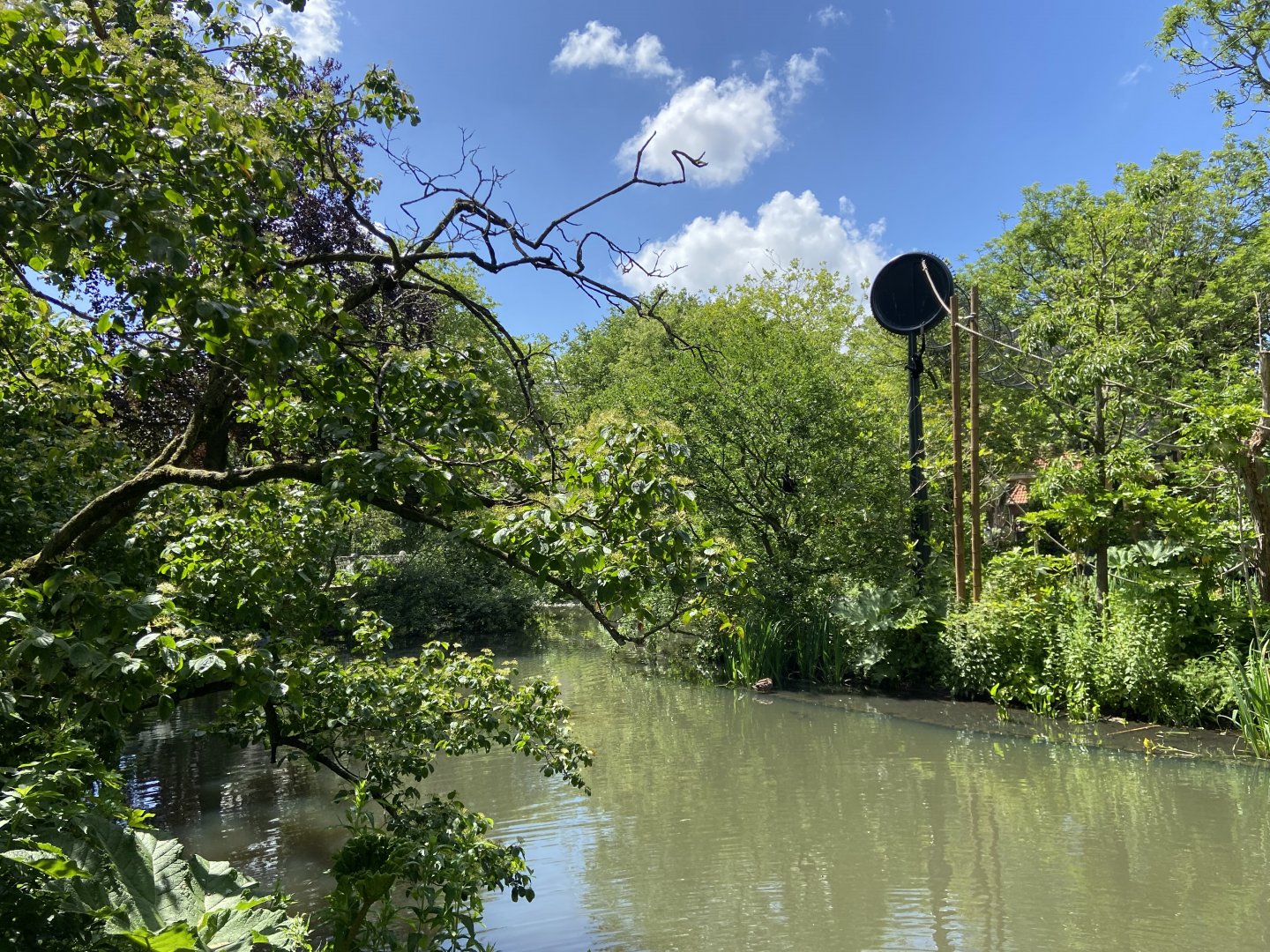 Buff-cheeked gibbon enclosure - island linked to house by overhead passage