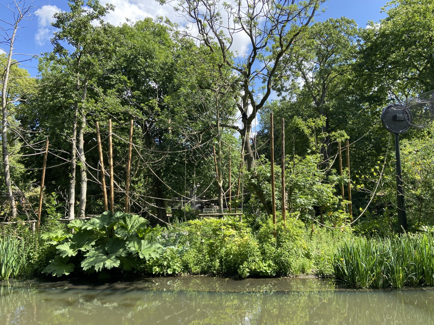 Buff-cheeked gibbon enclosure - island linked to house by overhead passage