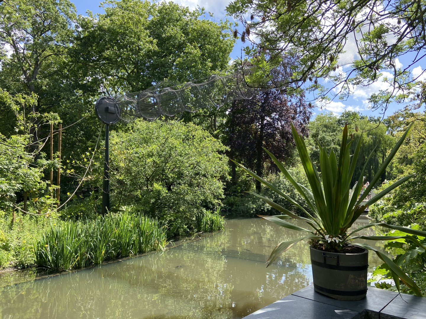 Buff-cheeked gibbon enclosure - island linked to house by overhead passage