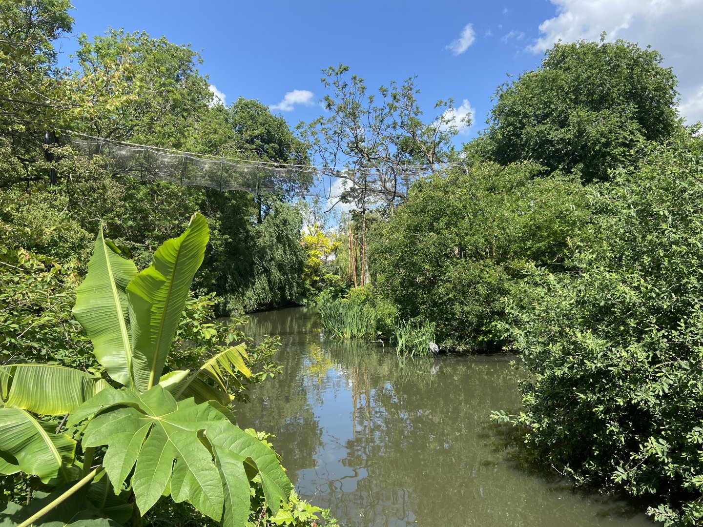 Buff-cheeked gibbon enclosure - island linked to house by overhead passage