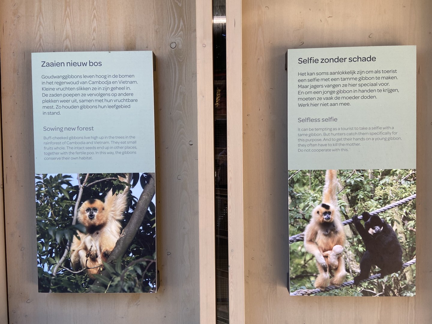 Buff-cheeked gibbon enclosure - island linked to house by overhead passage