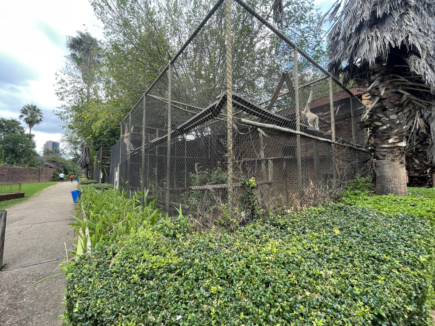 Buff-Cheeked Gibbon Enclosure (Nomascus gabriellae)