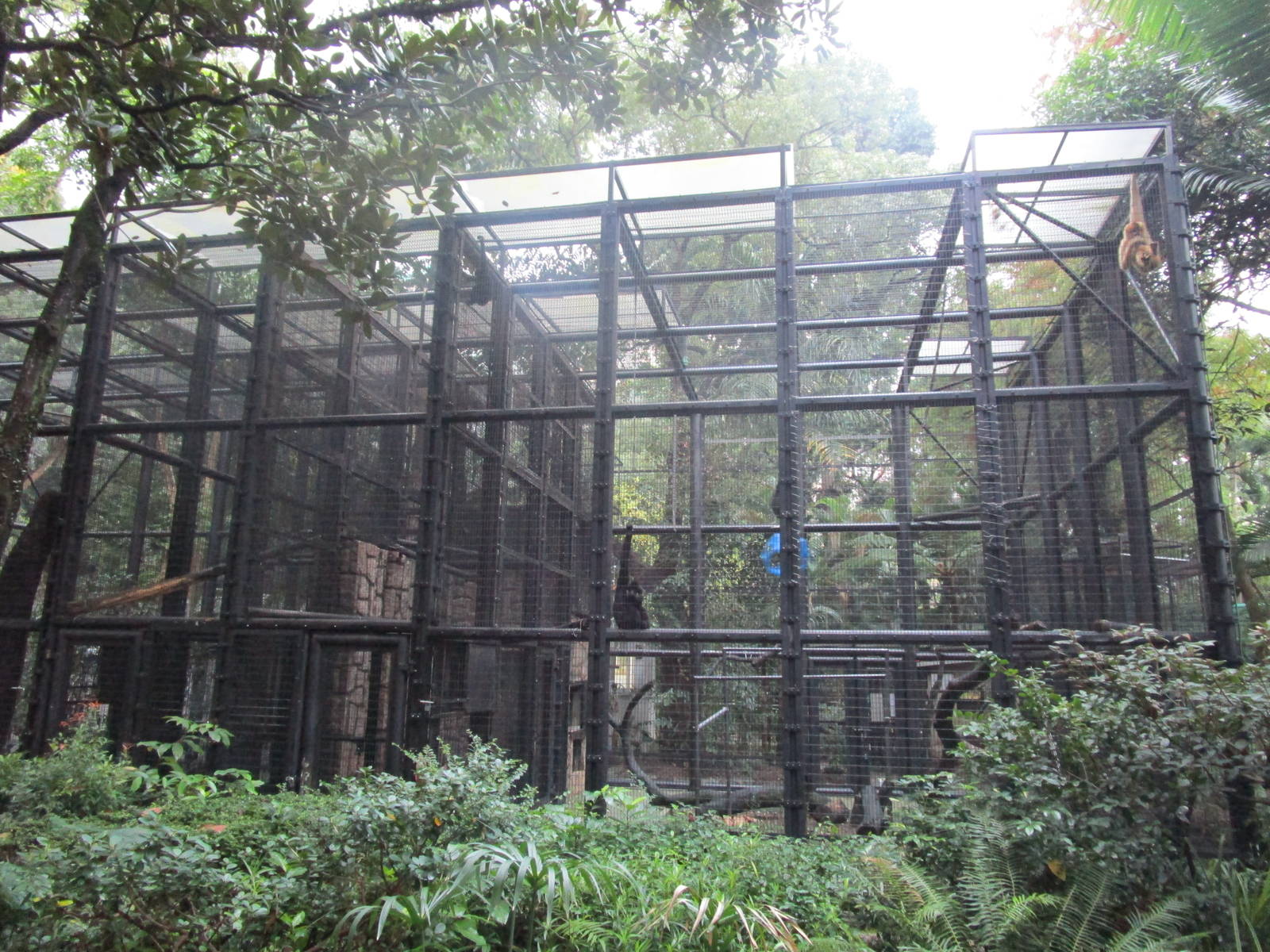 Buff-cheeked Gibbon Enclosure