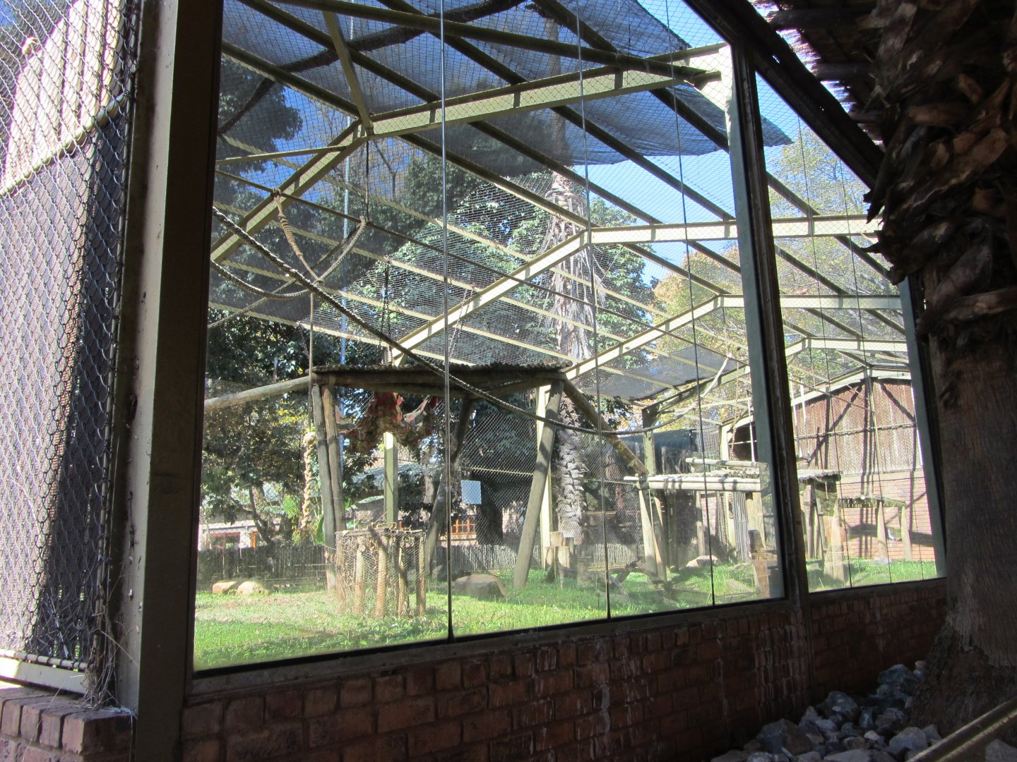Buff-cheeked Gibbon Enclosure