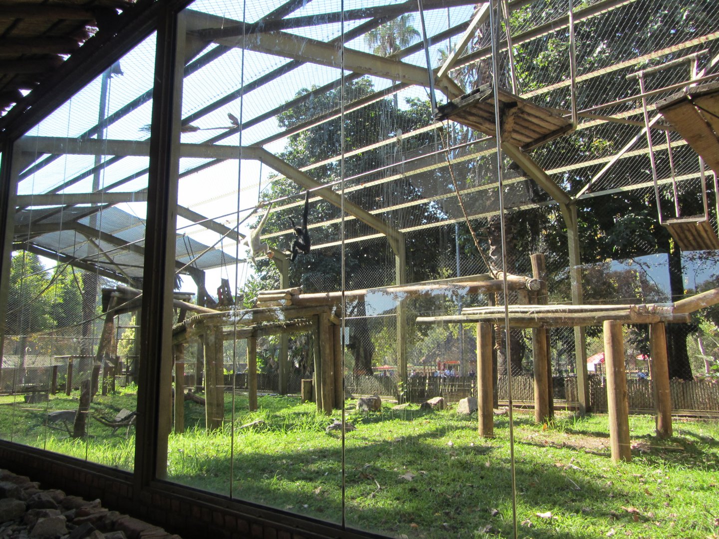 Buff-cheeked Gibbon Enclosure