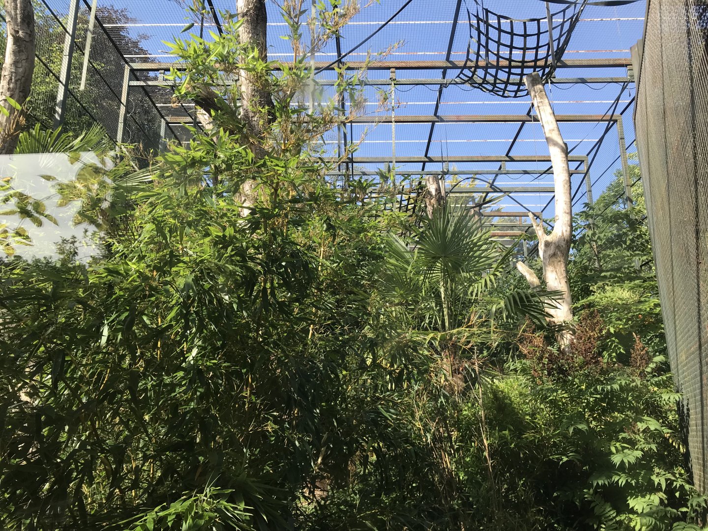 Buff cheeked gibbon enclosure