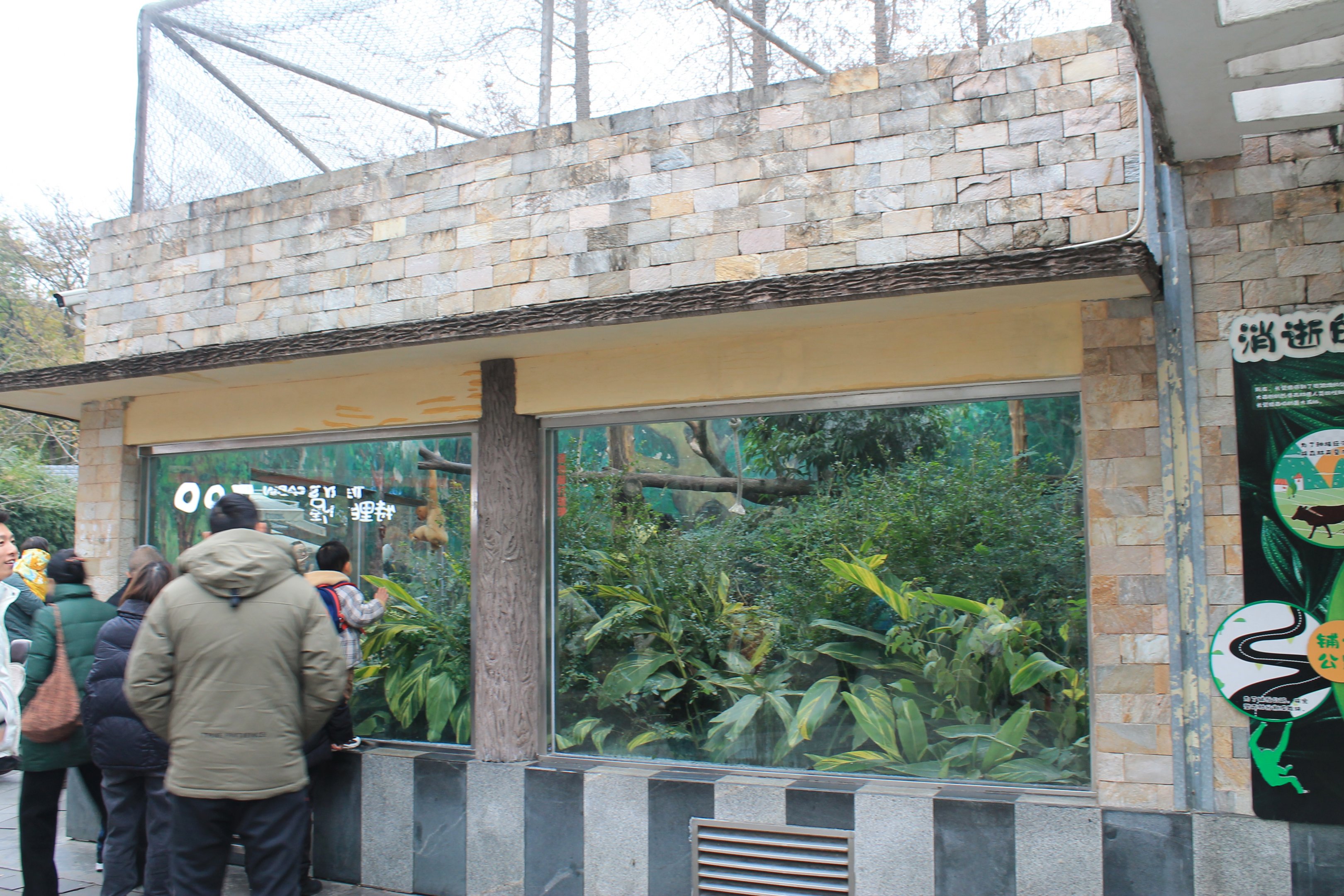 Buff-cheeked Gibbon enclosure