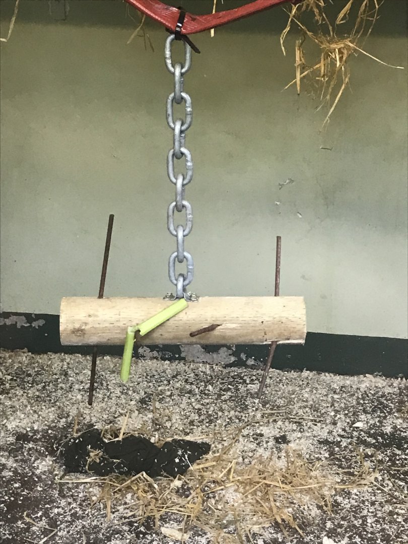 Buff-cheeked gibbon enrichment