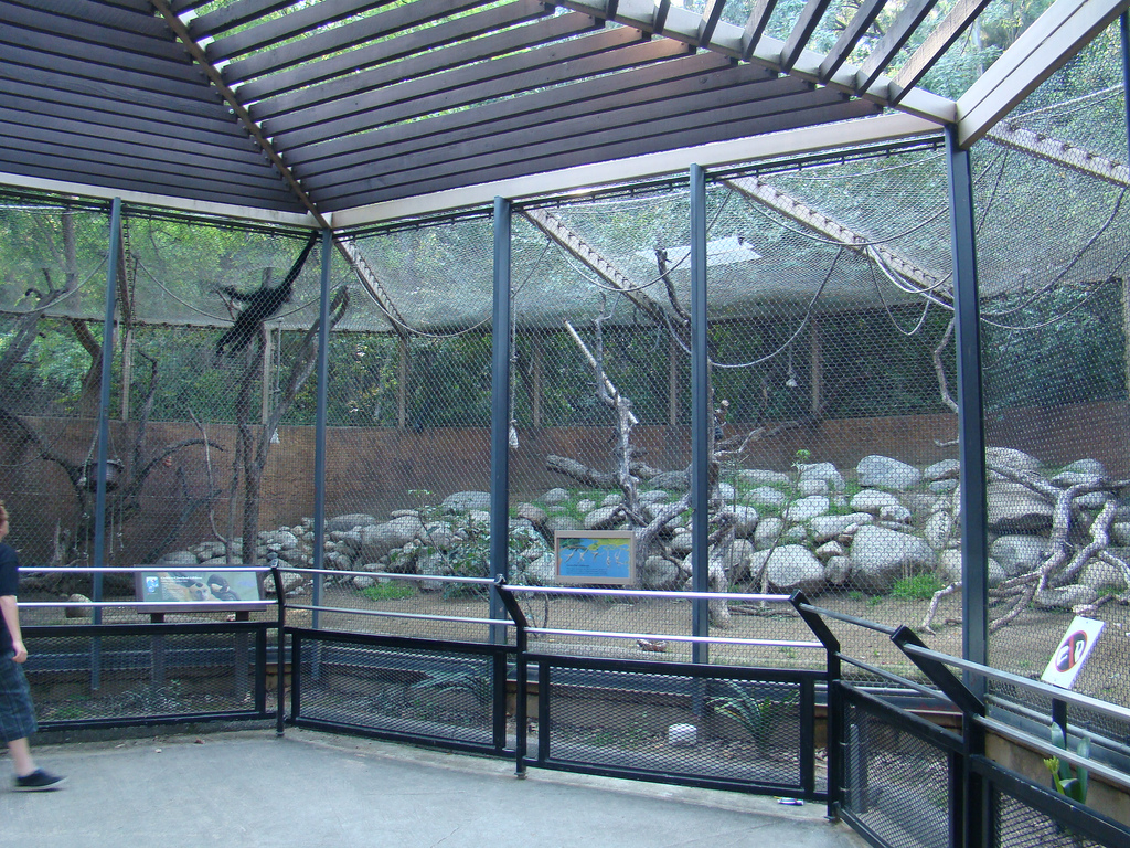 Buff-cheeked Gibbon exhibit