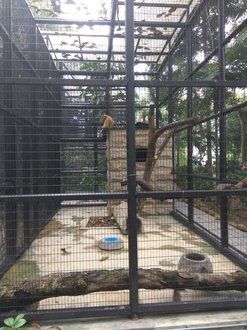 Buff-cheeked gibbon exhibit