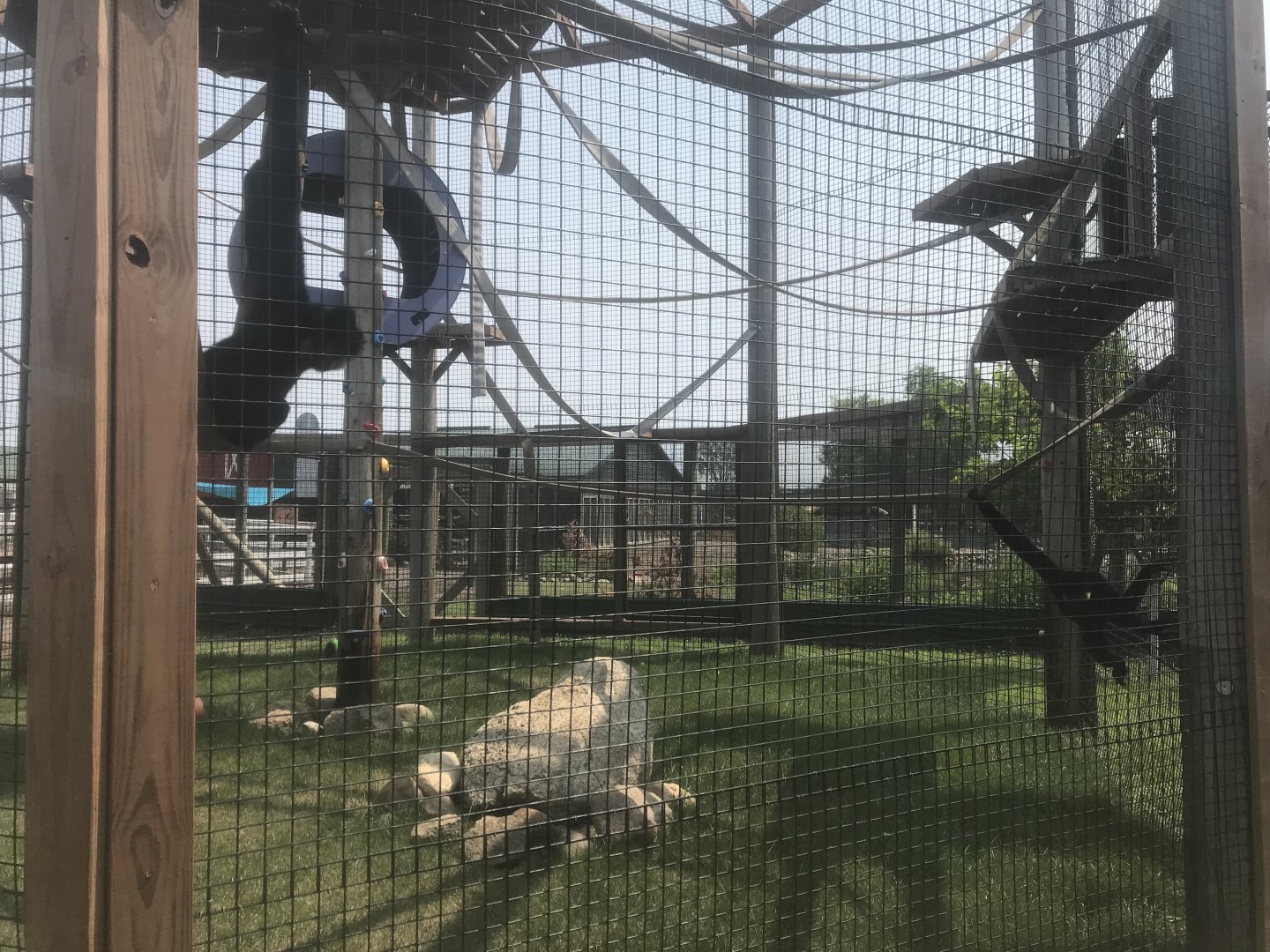 Buff-cheeked Gibbon Exhibit